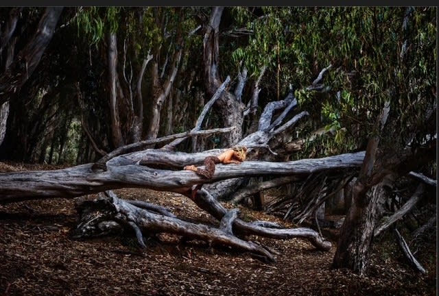 Into the wild, 2025 30 x 45 in., Ed. 10 48 x 72 in., Ed. 7 & 3 AP