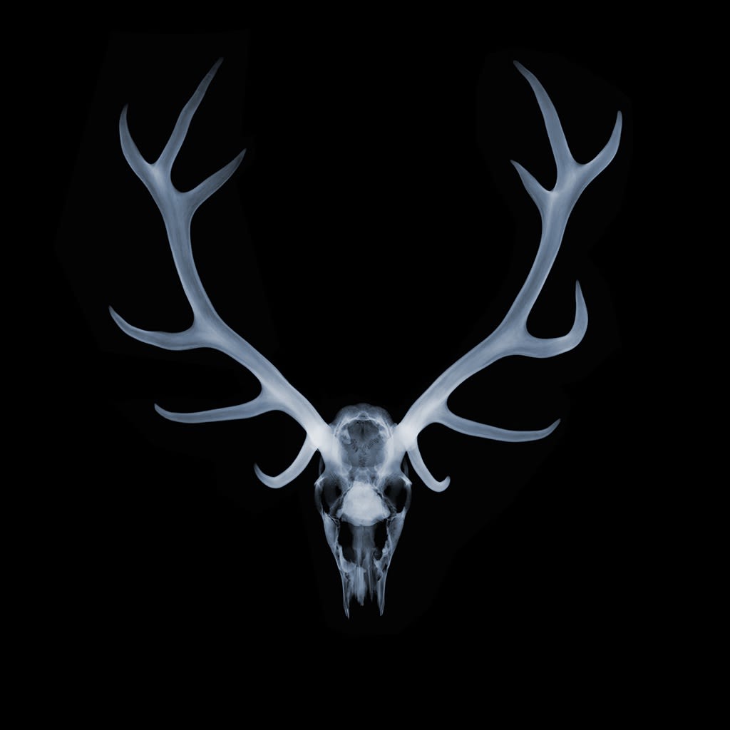 Antlers, 2021 23 x 23 in., Ed. 25 33 x 33 in., Ed. 15 47 x 47 in., Ed. 9