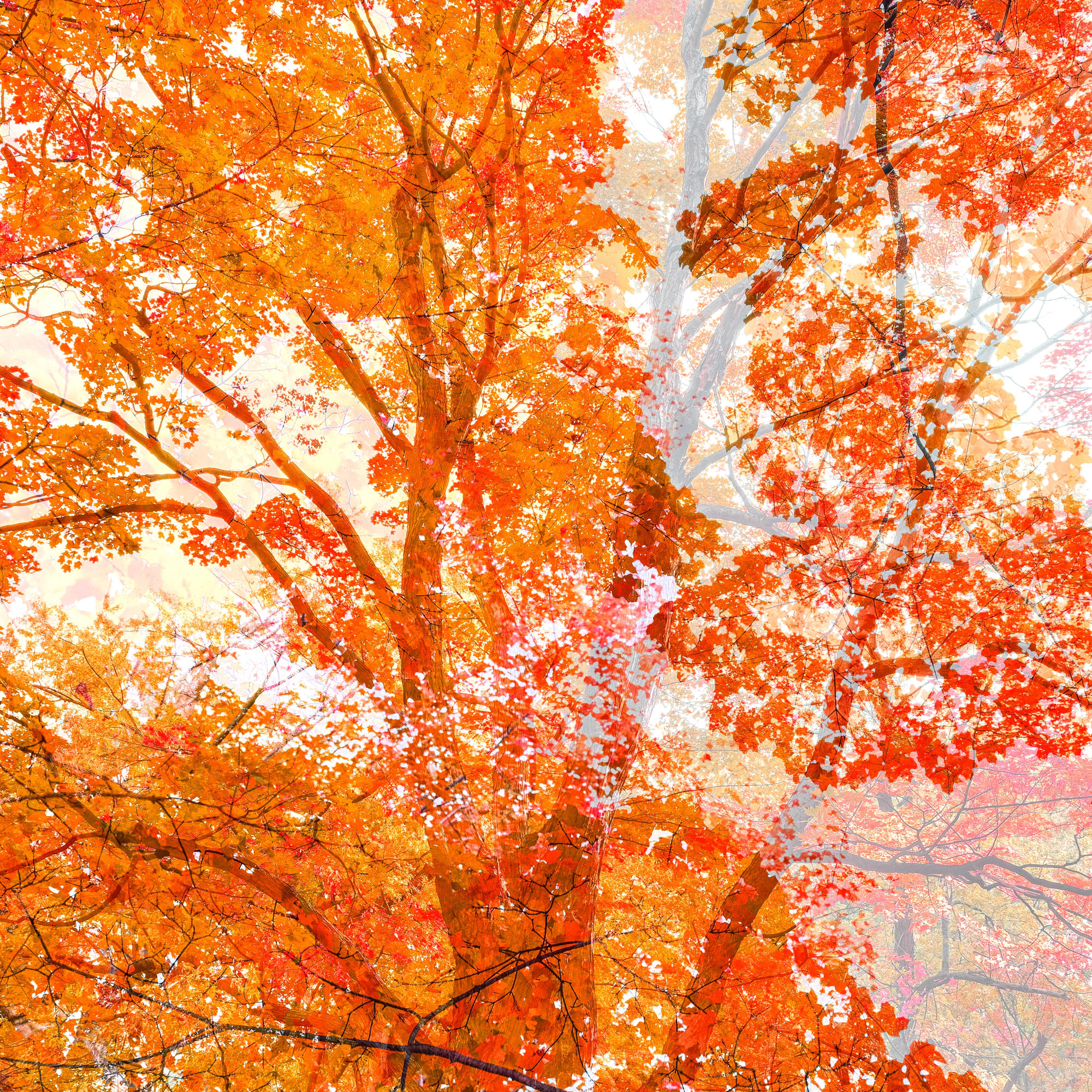 Maple Leafs (Montréal, Canada), 2020 24 x 24 in., Ed. 5 40 x 40 in., Ed. 5 48 x 48 in., Ed. 1