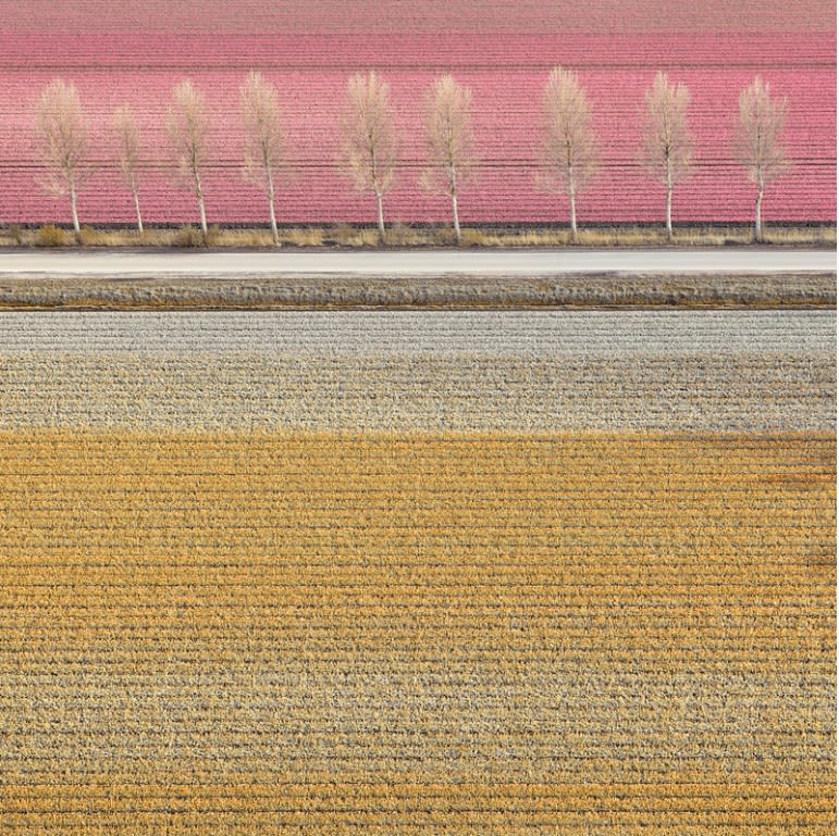 Tulips 02, Noordoostpolder, Netherlands, 2016 21 x 21 in., Ed. 7 & 2AP 32 x 32 in., Ed. 7 & 2AP 44 x 44 in., Ed. 10 & 2AP 59 x 59 in., Ed. 5 & 2AP