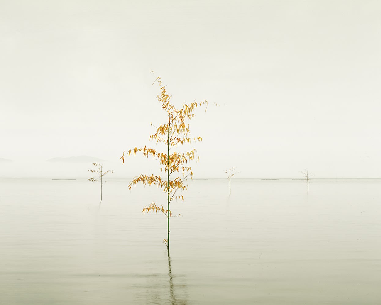 Orange Leaves, Ariake Sea, Kyushu, Japan, 2010 13 x 16 in., Ed. 4 & 2AP 21 x 24 in., Ed. 4 & 2AP 32 x 40 in., Ed.7 & 2AP 44 x 55 in., Ed. 7 & 2AP