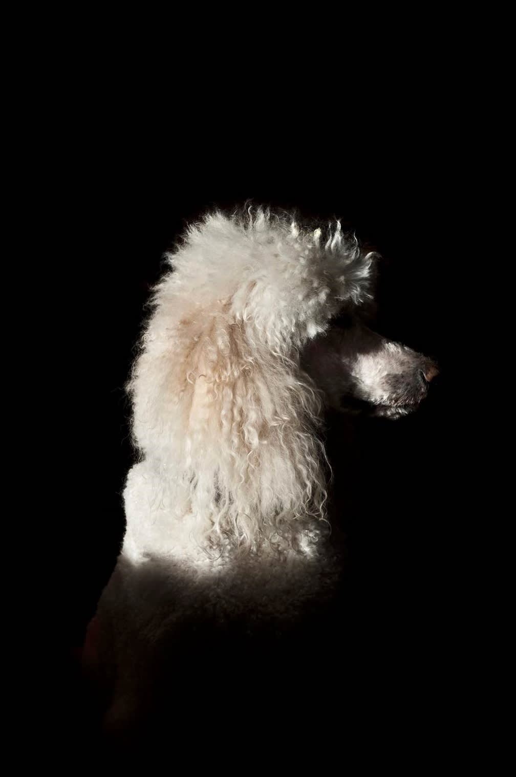 bruce, 2015 44 x 36 in., Ed. 15