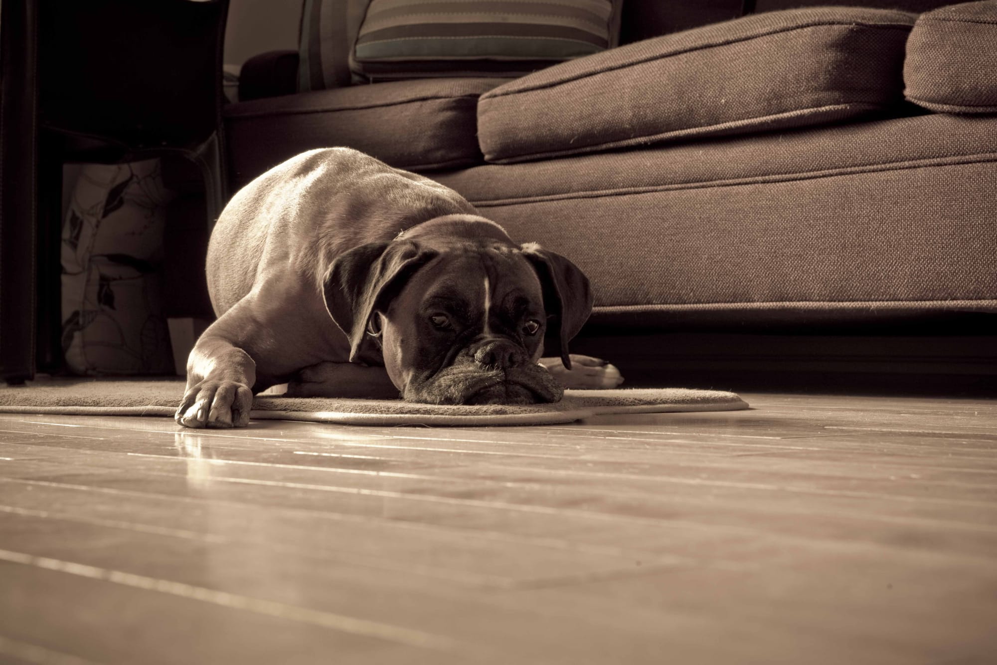 henry, 2015 20 x 24 in., Ed. 15