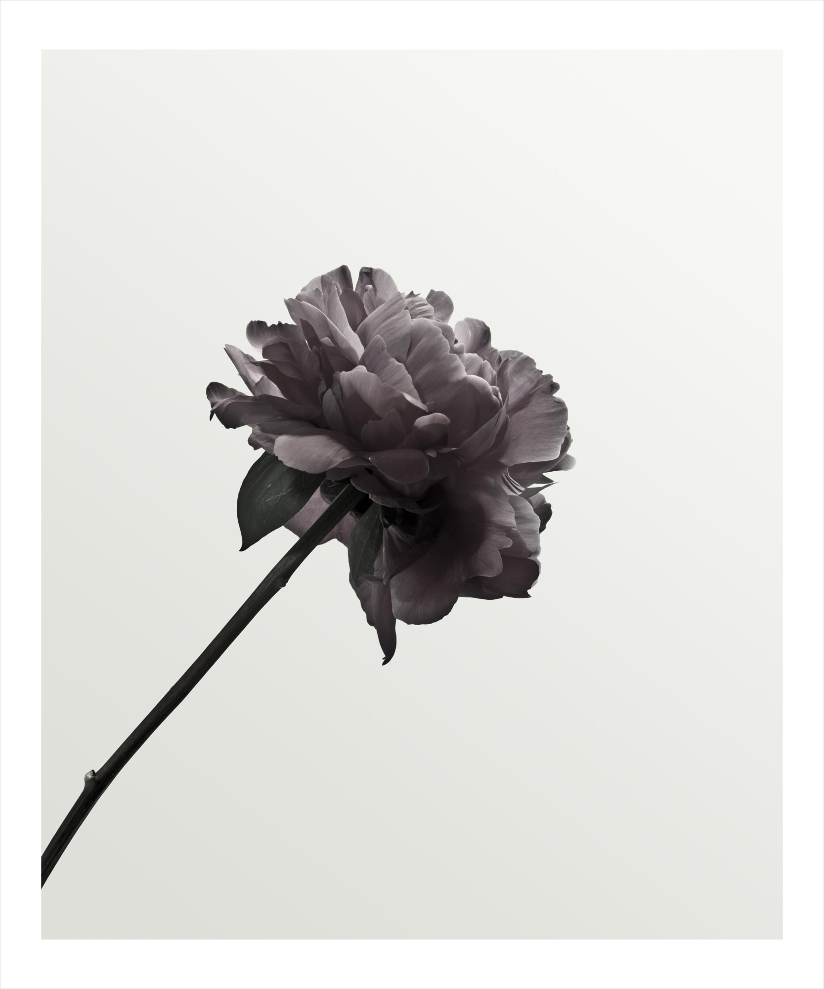 Peony 2025, 2013 24 x 20 in., Ed. 15