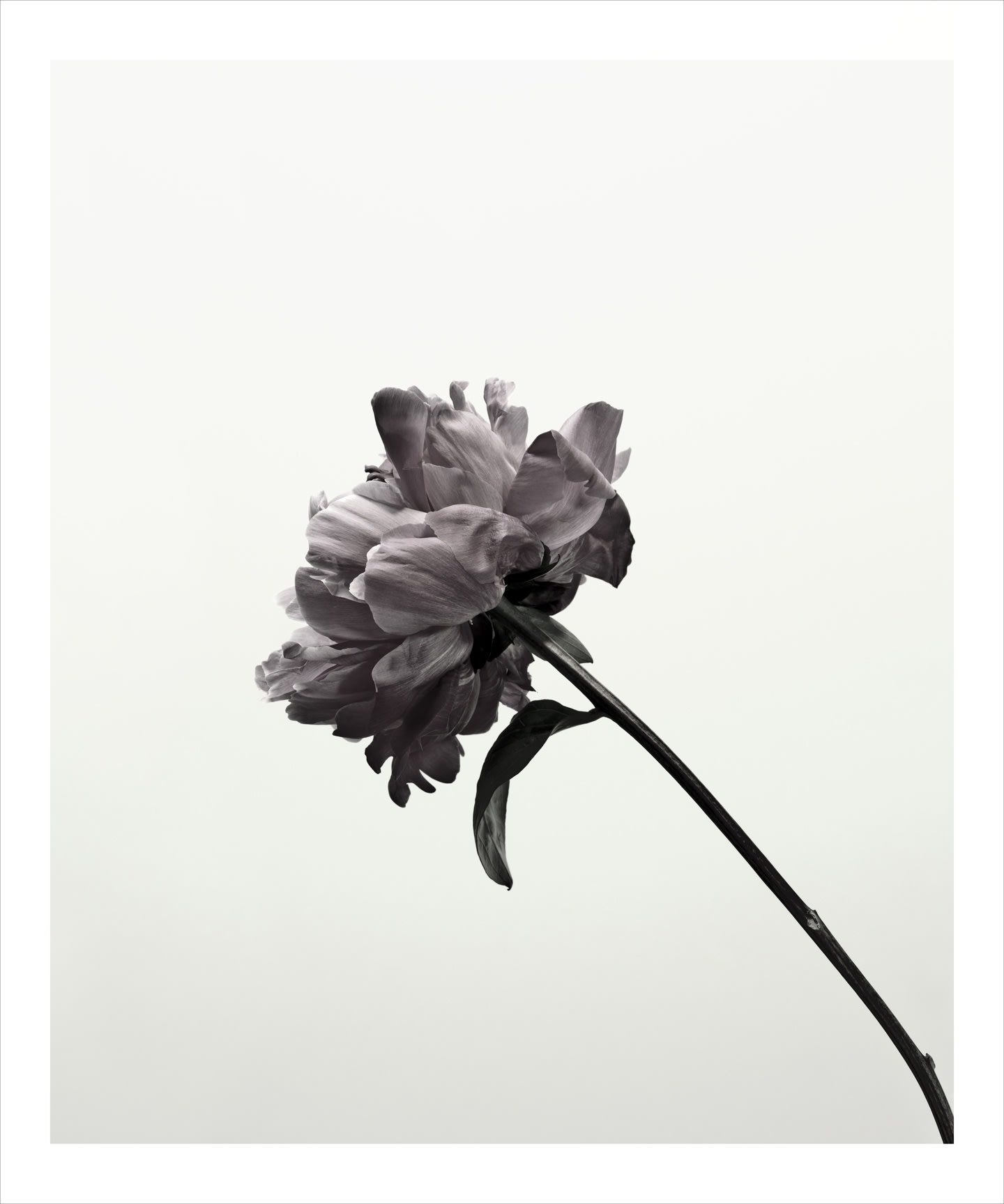 Peony 2053, 2013 24 x 20 in., Ed. 15