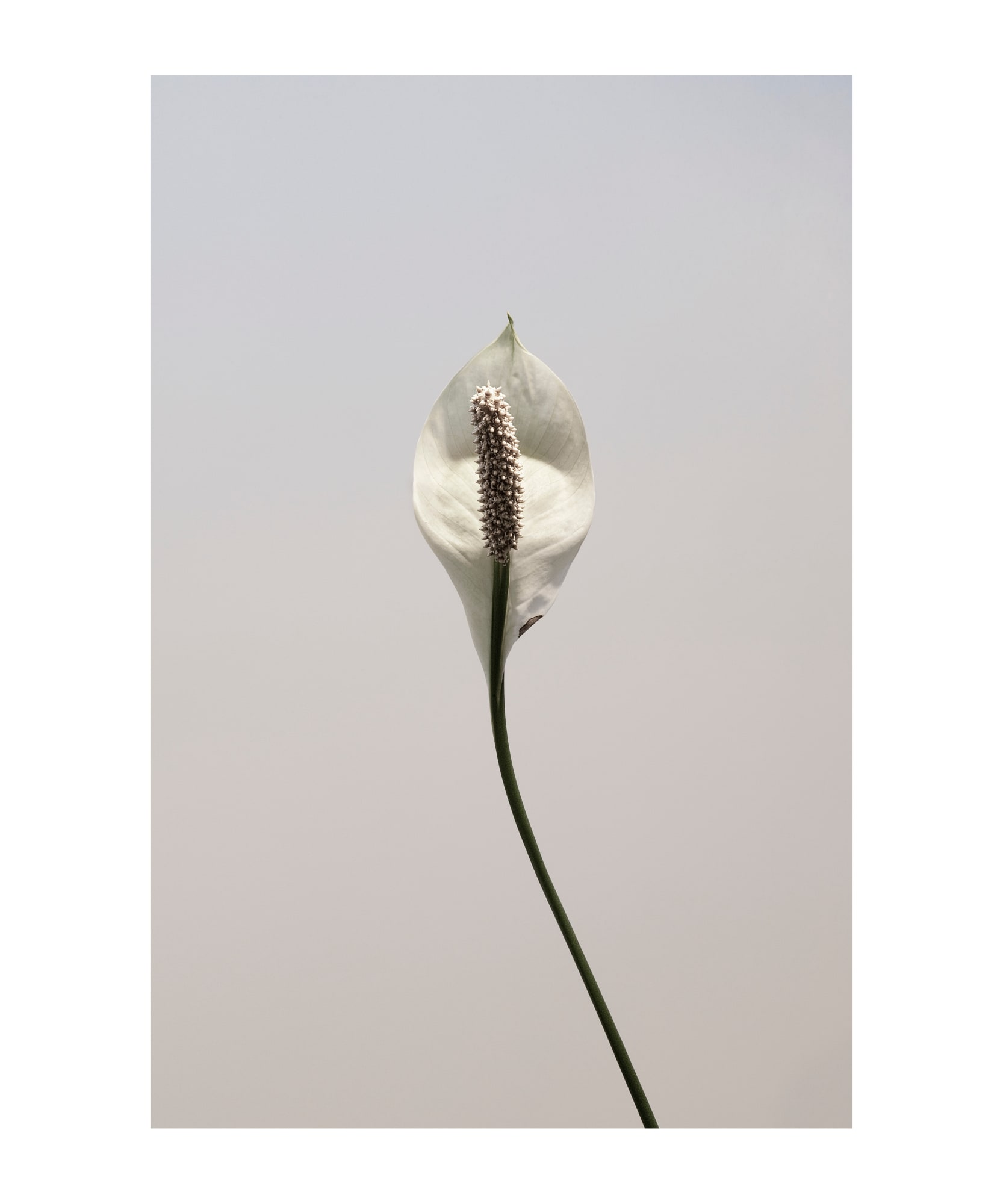Peace lily, 2015 24 x 20 in., Ed. 15