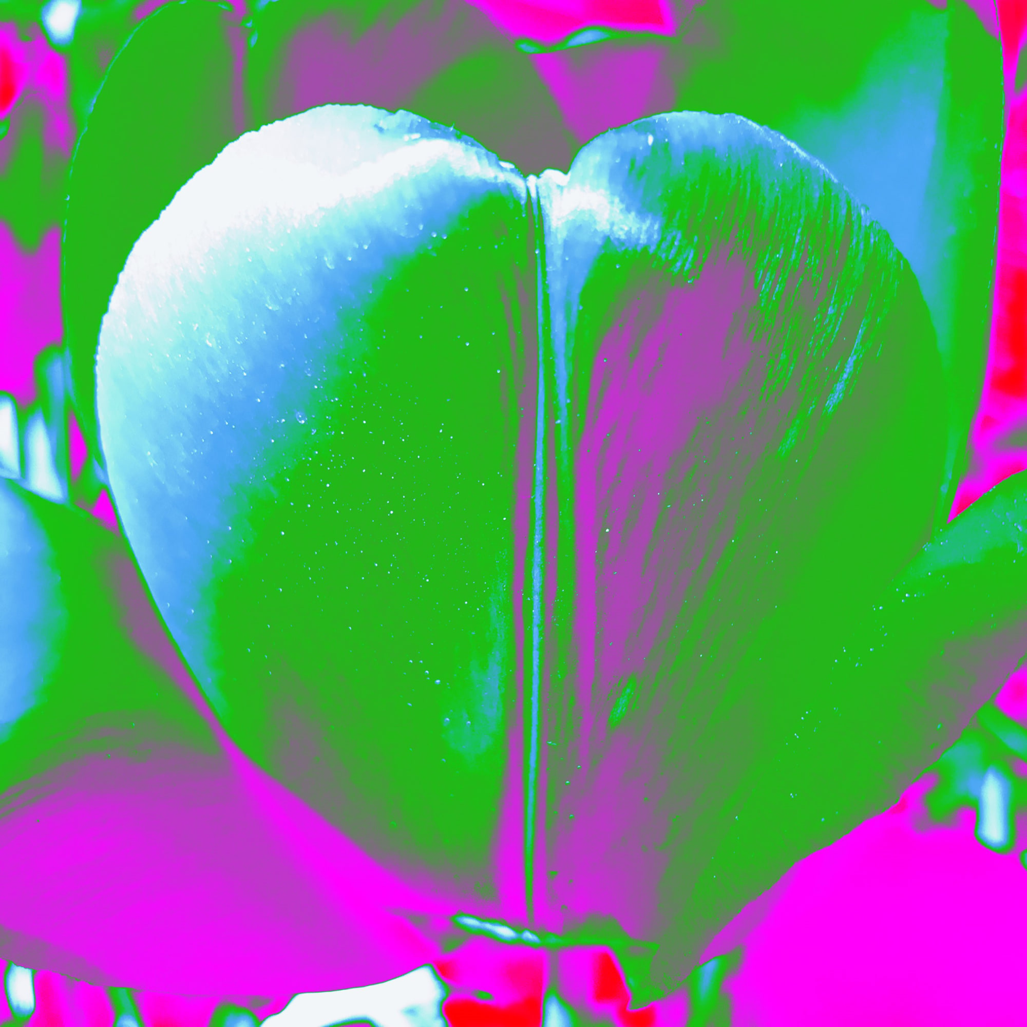 Tulip as My Heart in the Universe (Green) THU-2019-(Green), 2019 36 x 36 in., Ed. 15
