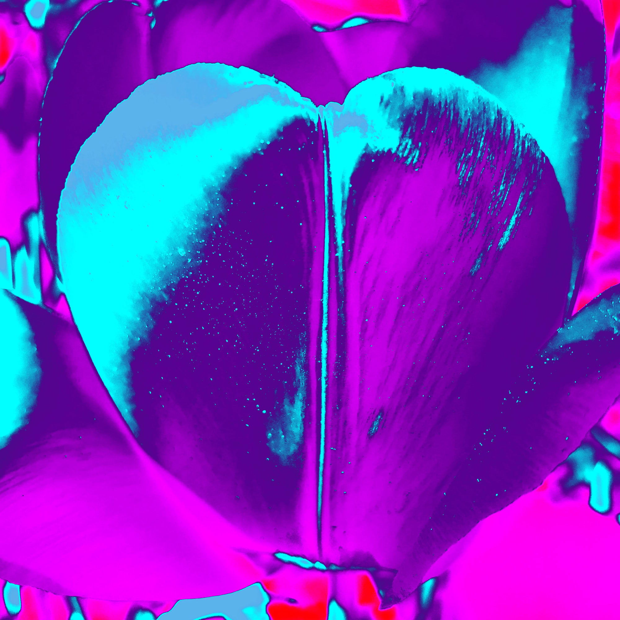 Tulip as My Heart in the Universe (purple) THU-2019-(purple), 2019 36 x 36 in., Ed. 15