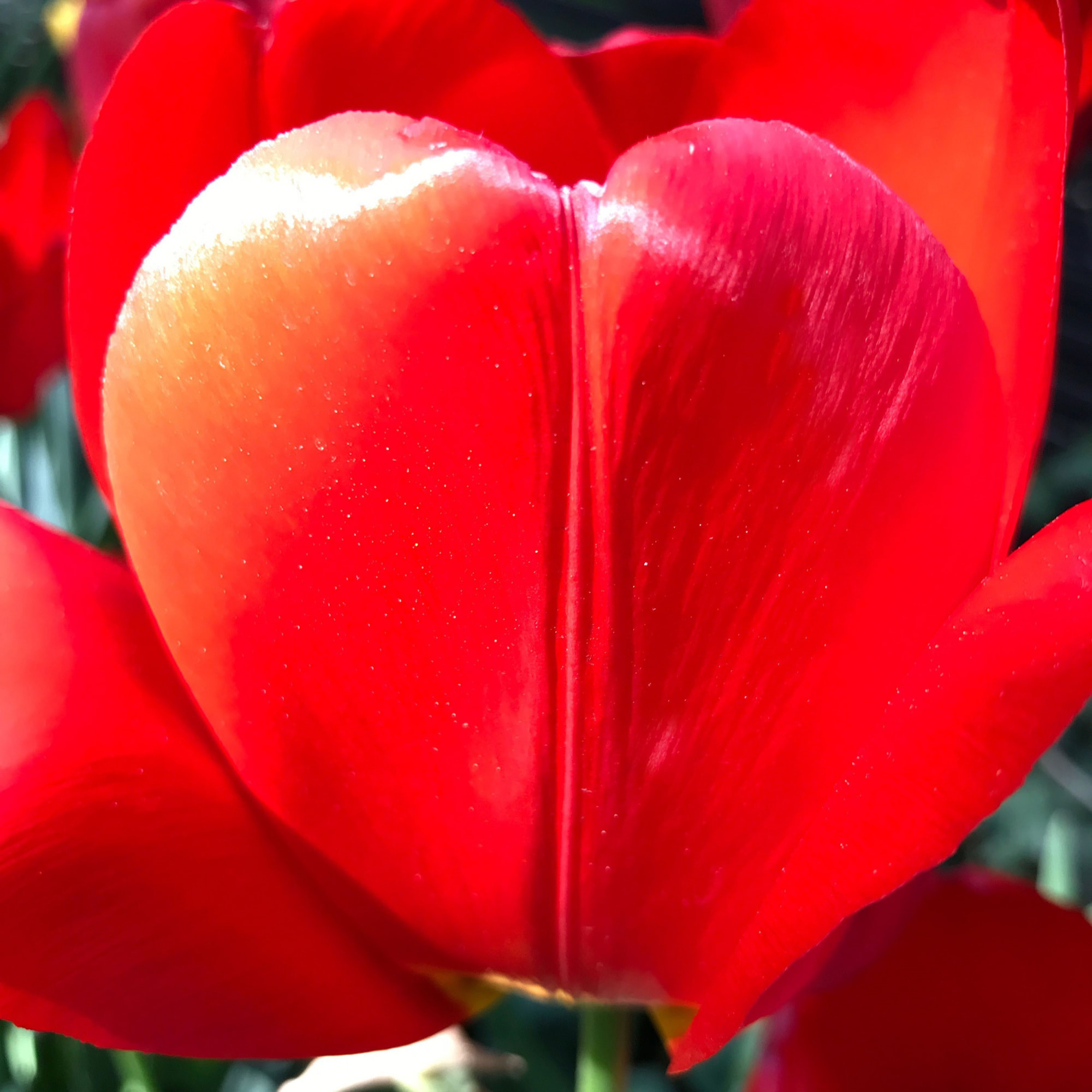 Tulip as My Heart in the Universe (red) THU-2019-(red), 2019 36 x 36 in., Ed. 15