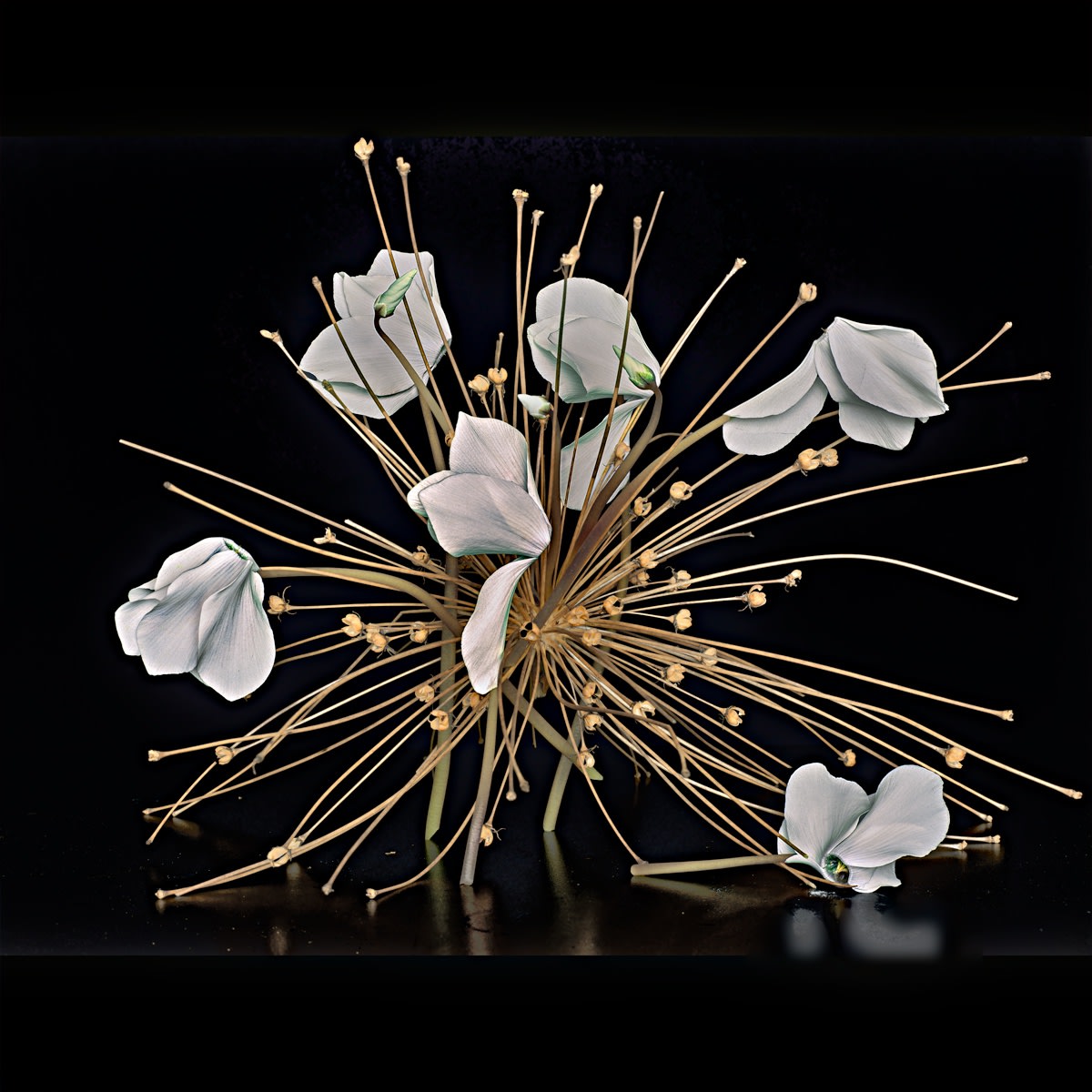 Alium and cyclamen, 2025 30 x 30 in., Ed. 10 & 2 AP 42 x 42 in., Ed. 10 & 2 AP 52 x 52 in., Ed. 10 & 2 AP 58 x 58 in., Ed. 10 & 2 AP