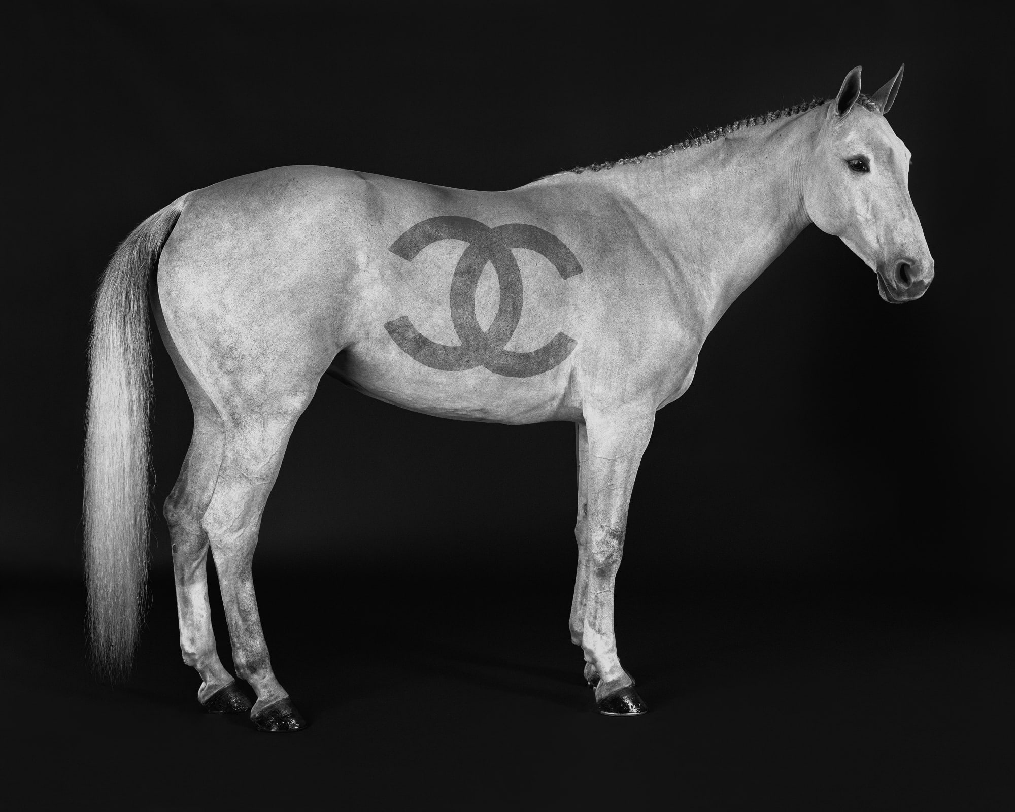 Ivory Couture, 2024 32 x 40 in., Ed. 10 48 x 60 in., Ed. 10 60 x 75 in., Ed. 10