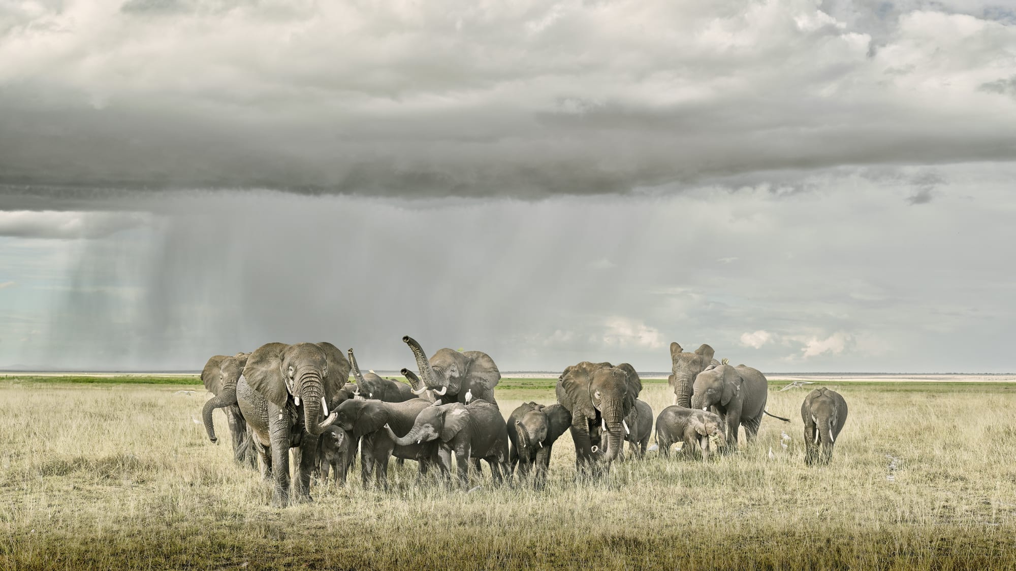 Elephant Day Care, Amboseli, Kenya, 2019 27 x 48 in., Ed. 7 & 2AP 37 x 66 in., Ed. 10 & 2AP 48 x 85 in., Ed. 5 & 2AP