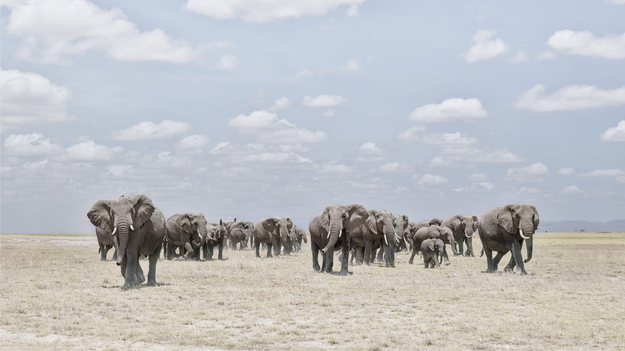 Elephants Crossing Dusty Plain, Amboseli, Kenya, 2019 27 x 48 in., Ed. 7 & 2AP 37 x 66 in., Ed. 10 & 2AP 48 x 85 in., Ed. 5 & 2AP
