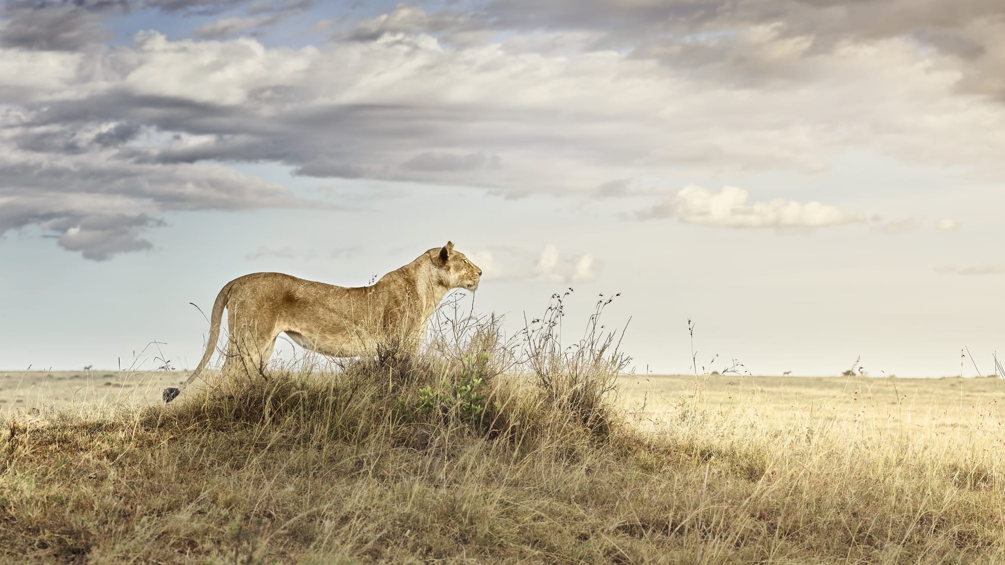 Lioness in Repose, Maasai Mara, Kenya, 2019 27 x 48 in., Ed. 7 & 2AP 37 x 66 in., Ed. 10 & 2AP 48 x 85 in., Ed. 5 & 2AP