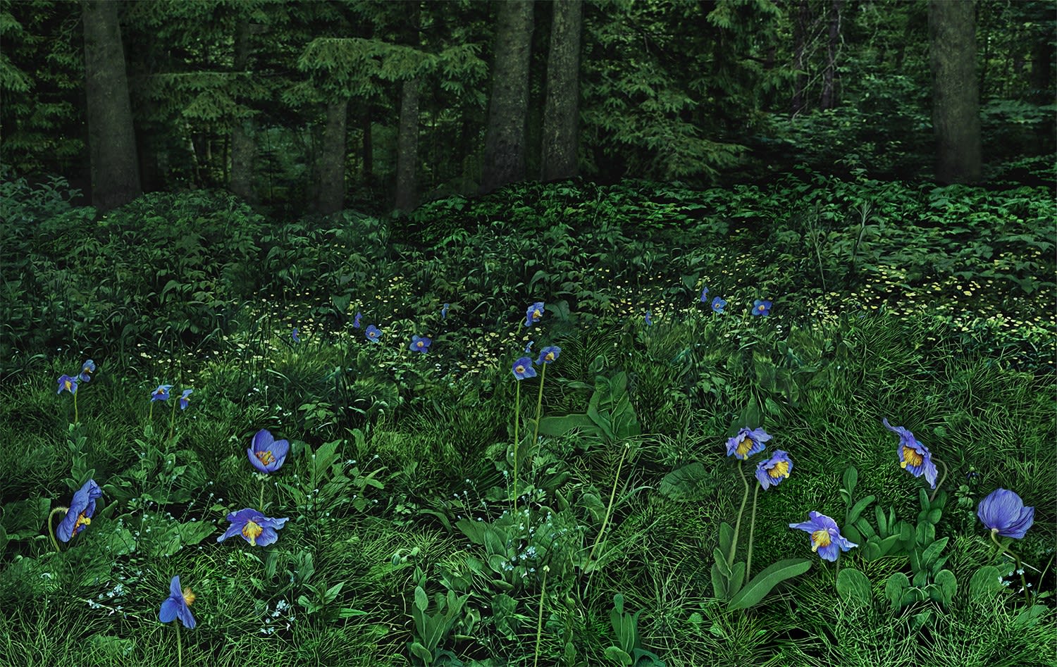 blue poppy forest, 2023 48 x 76 in., Ed. 10 & 2 AP