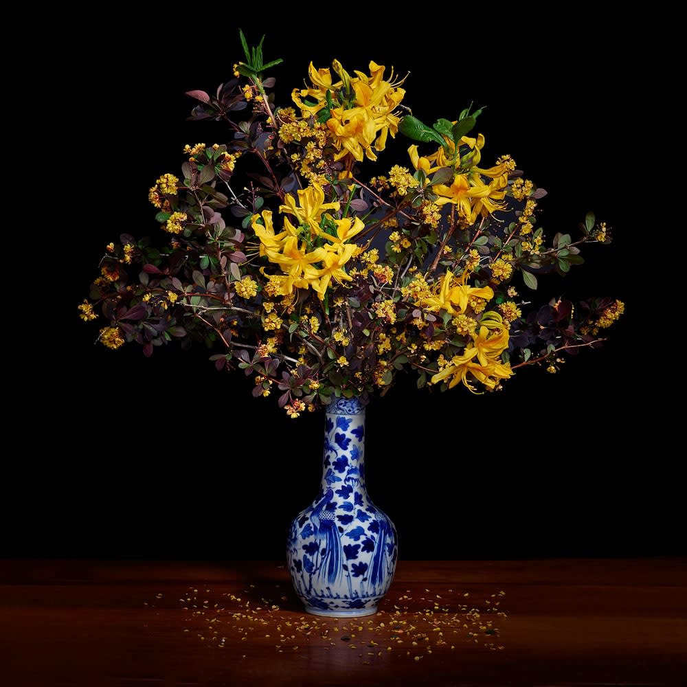 Yellow Azalea and Barberry in a Blue and White Chinese Vase, 2017 42 x 42 in., Ed. 10 & 2 AP 52 x 52 in., Ed. 10 & 2 AP 58 x 58 in., Ed. 10 & 2 AP