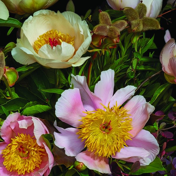 Hybrid Peonies & Barberry, 2019 18 x 18 in., Ed. 10 & 2 AP