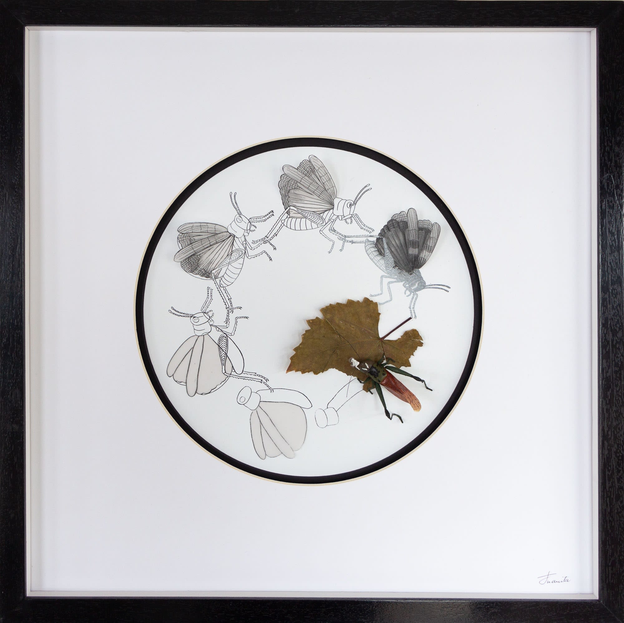 Juanita Oosthuhizen, Imagination - Beginning of Creation: Grasshopper