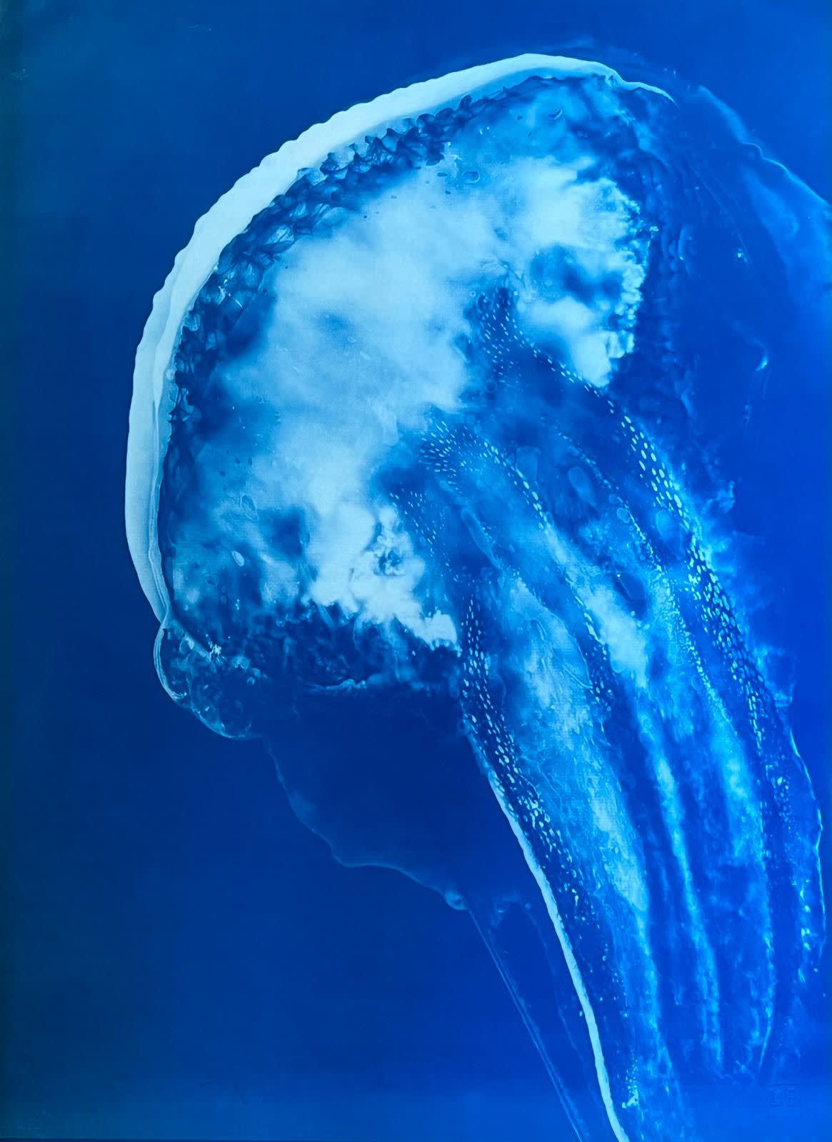 A cyanotype print of a jellyfish