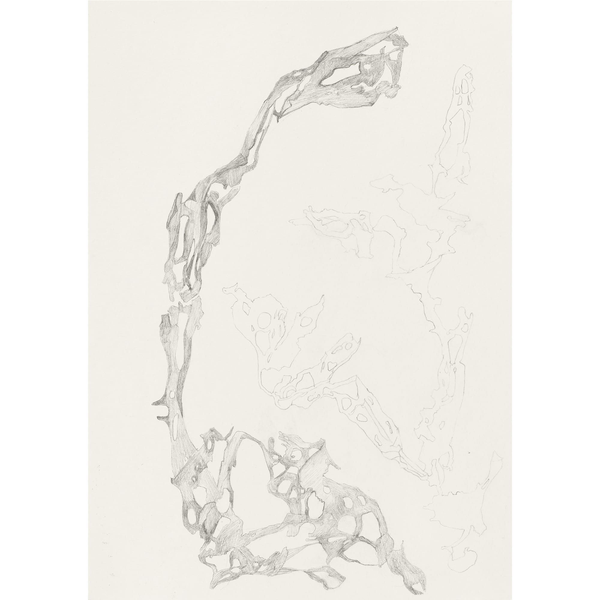 Ulva reticulata Forsskal 1775, 2025 Graphite on paper 29,7 x 21 cm