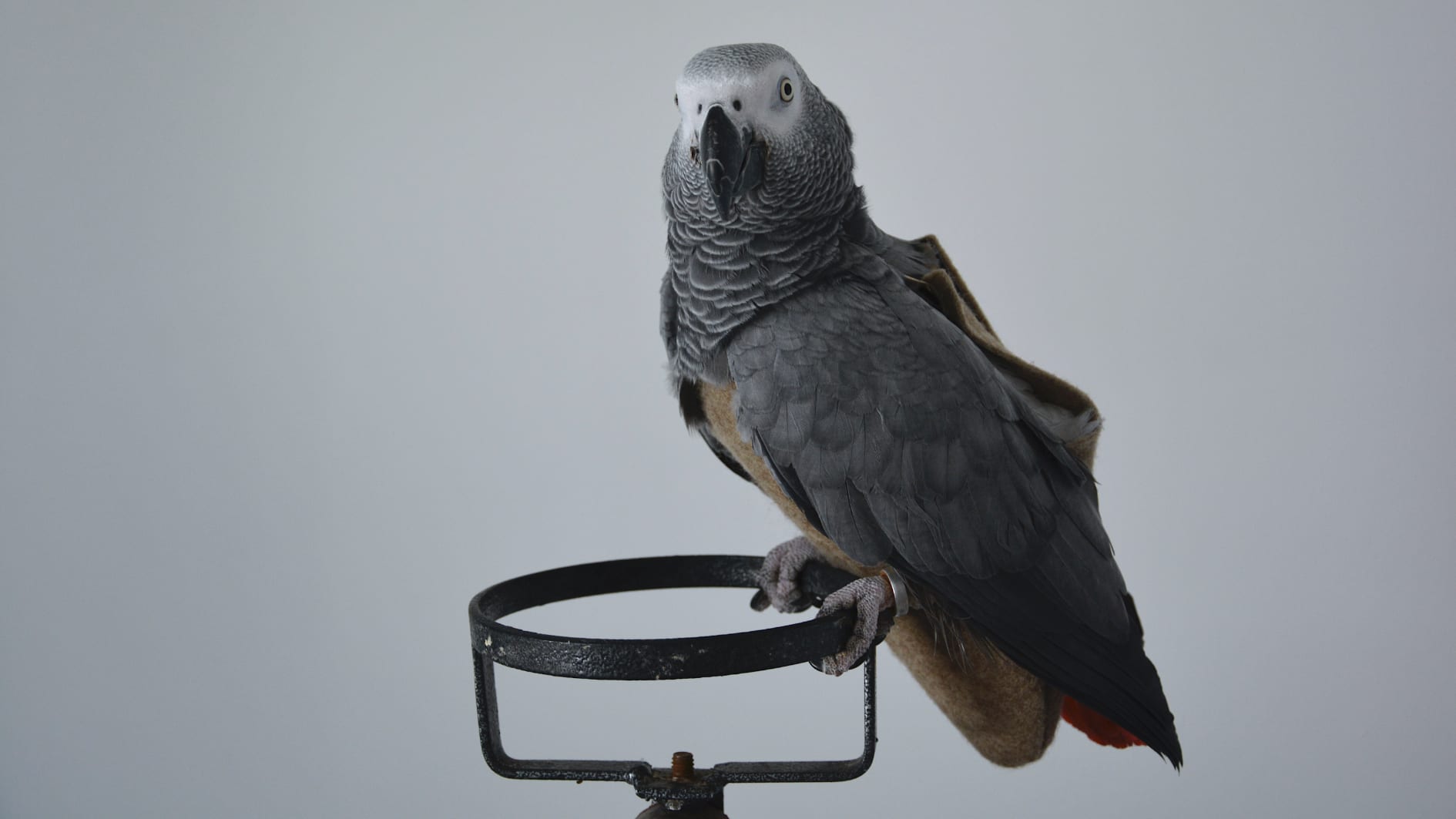 Wantanee Siripattananuntakul