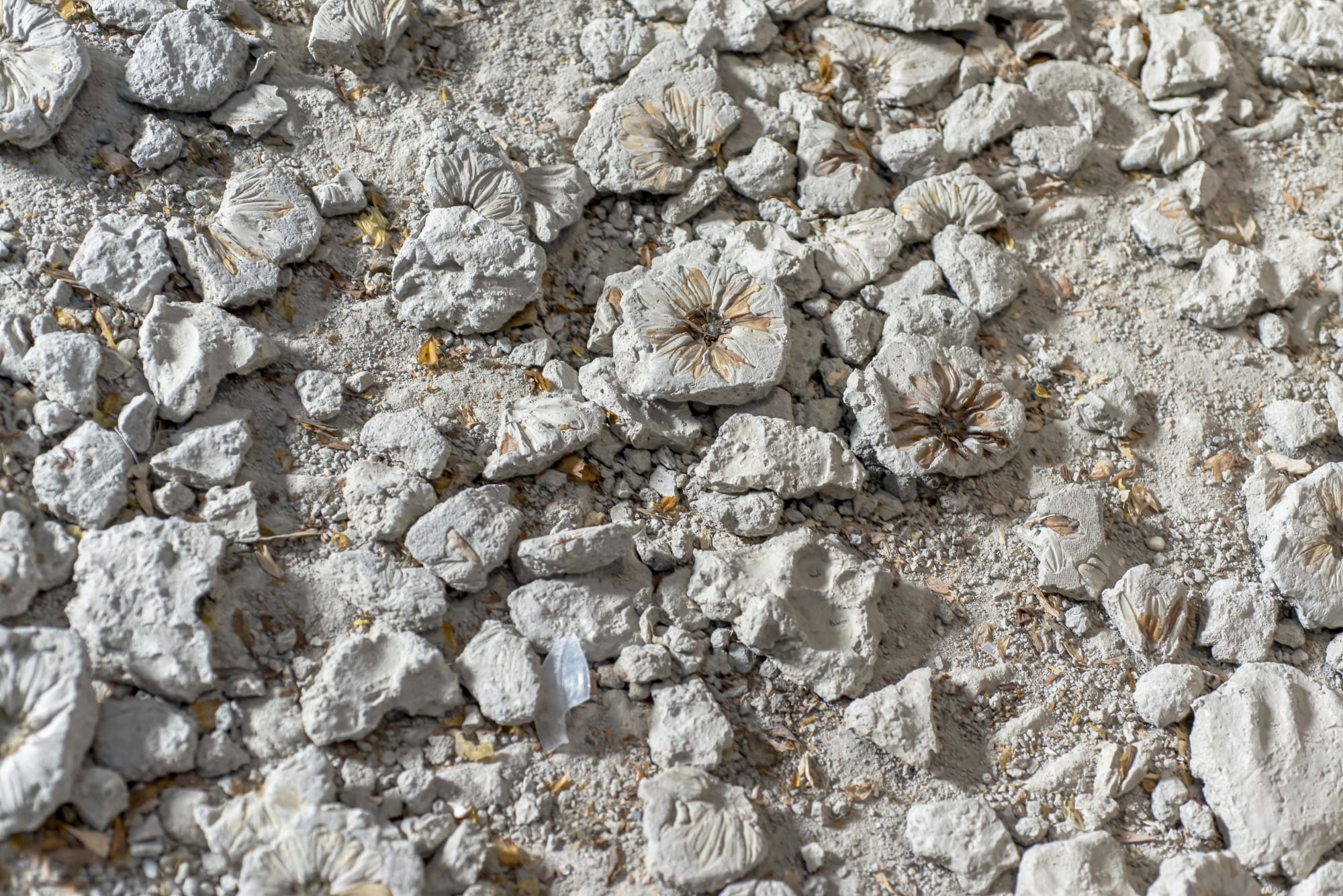 Constructing the House Anew