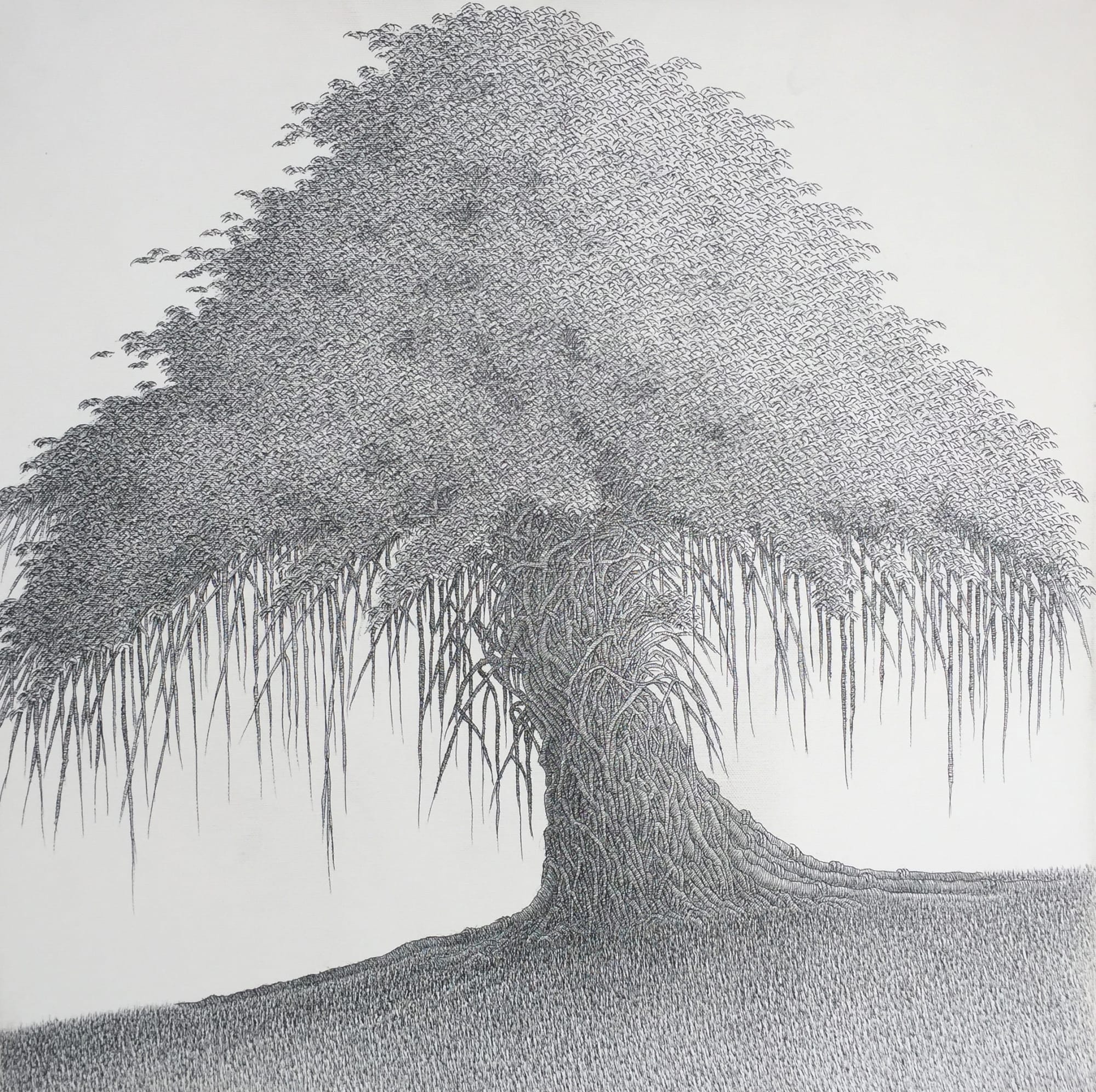 Banyan Tree I Pen and Ink on canvas 50 x 50 cm