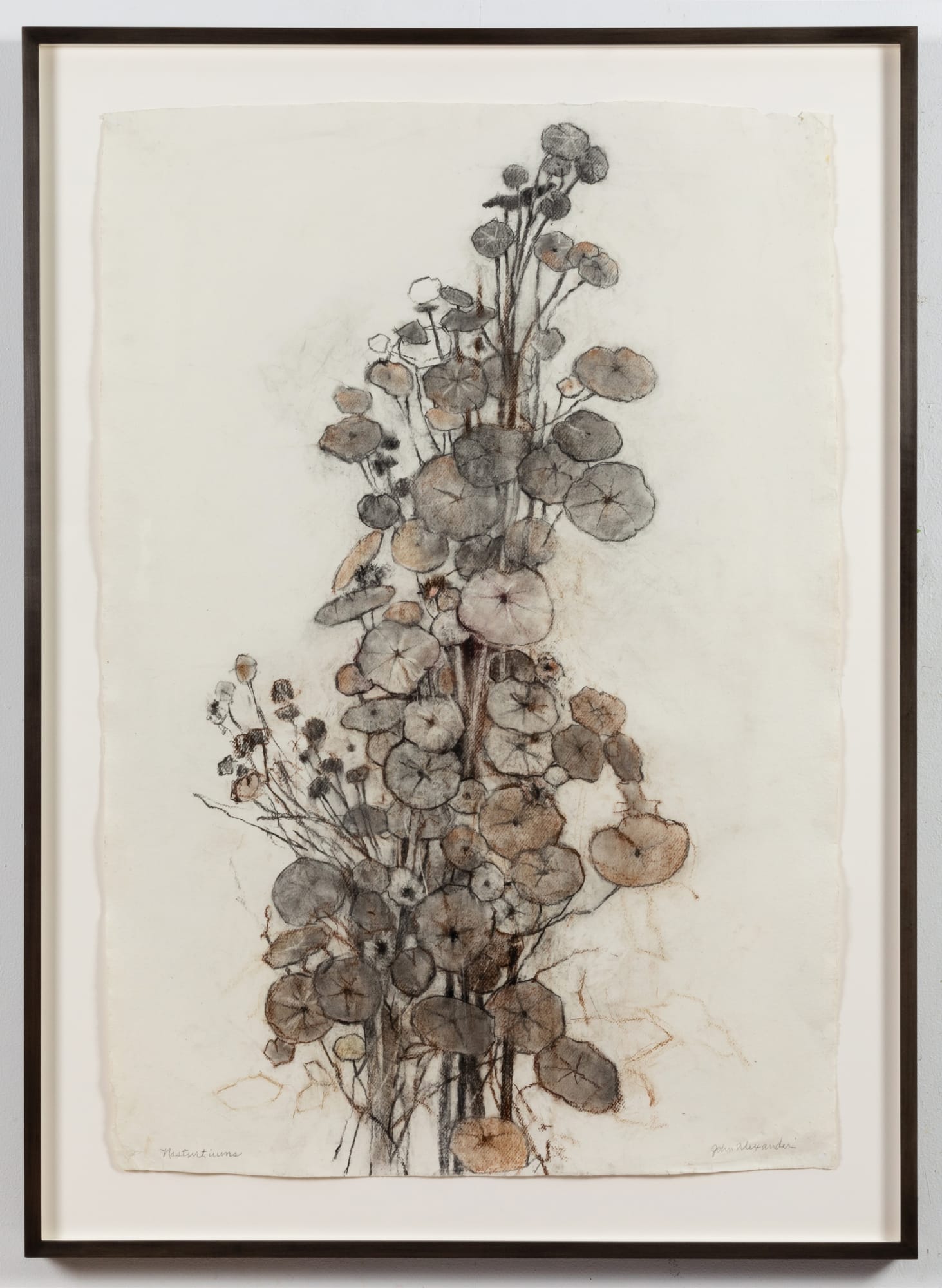 John Alexander Nasturtiums, 2023 Charcoal and pastel on paper 40 1/2 x 27 1/2 inches
