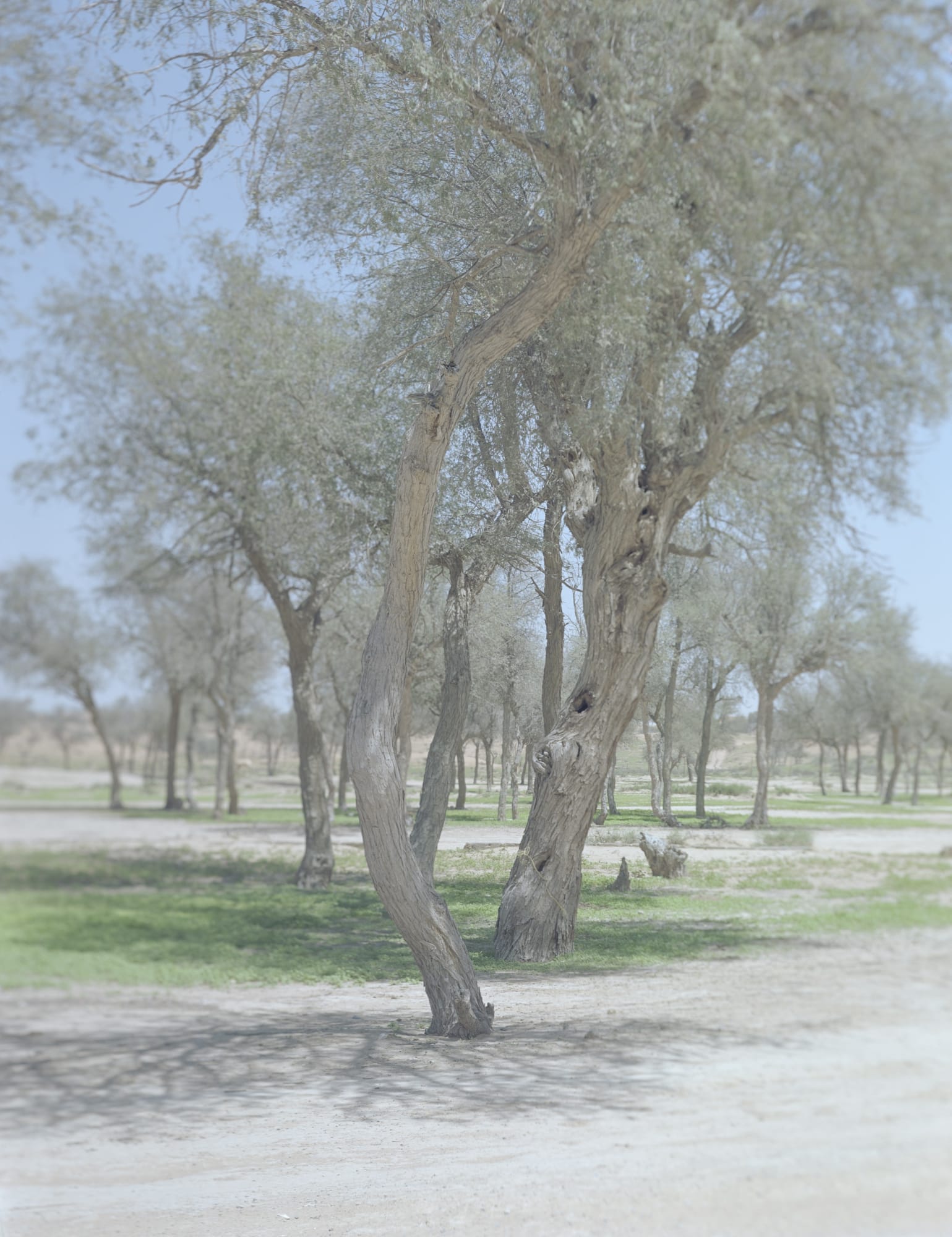 16١٦ From the series Hala, 2015-2017 Archival pigment print on Hahnemuhle etching paper