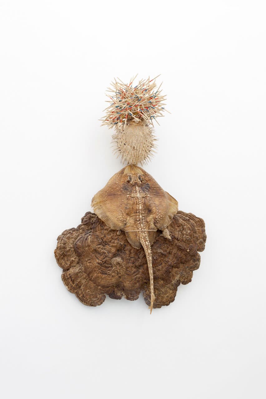 MORTEN PLESNER - ATOLL