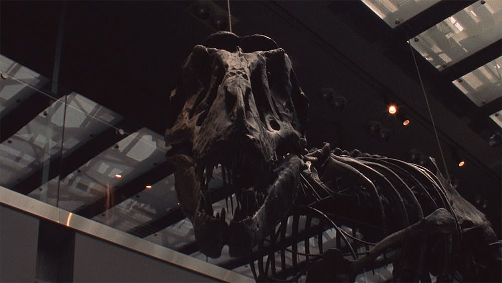 Natural History Museum of Los Angeles 洛杉矶自然历史博物馆