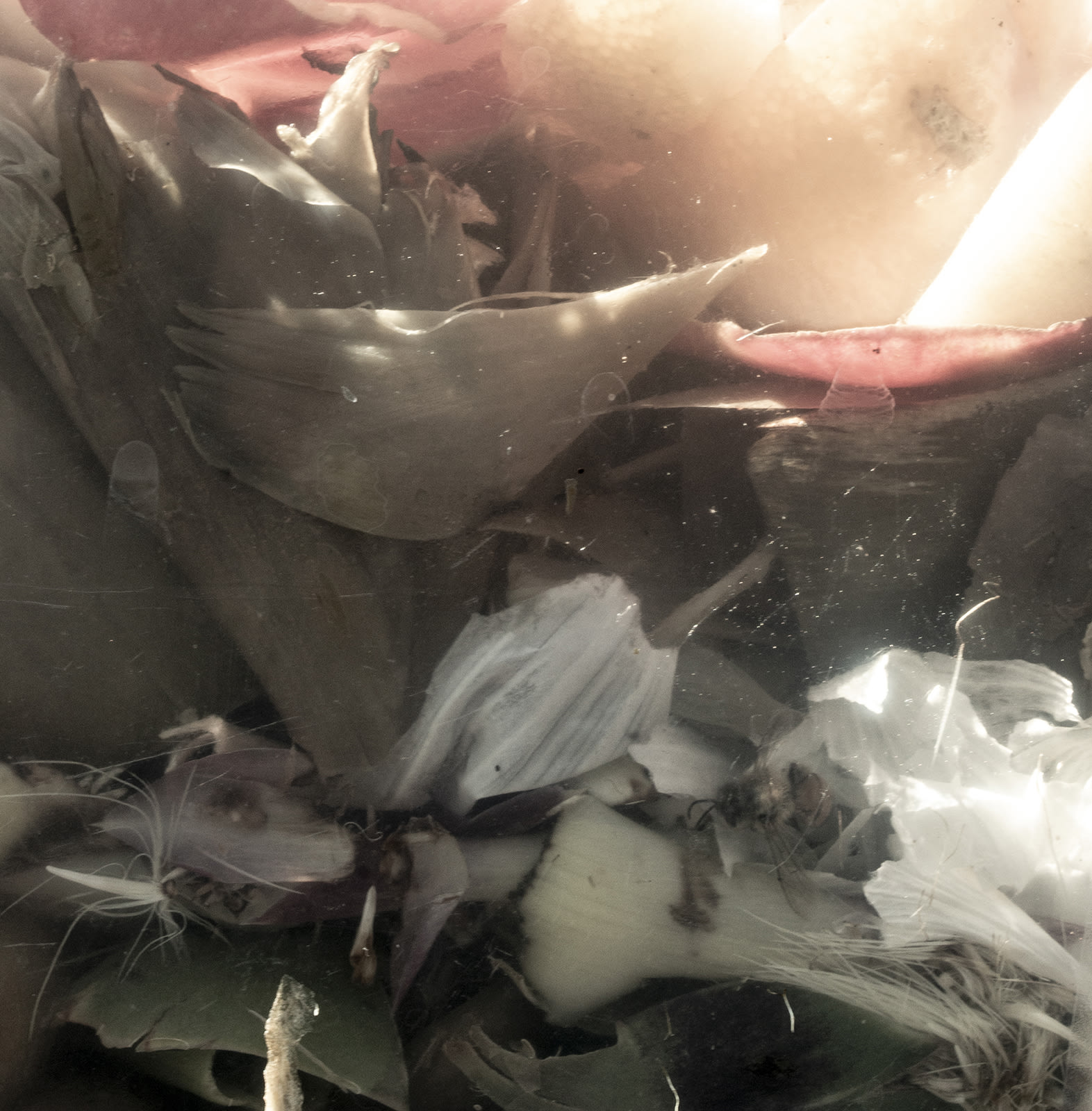 Nancy Macko Bee Breast Choke, 2022 Archival pigment print 36 X 36 or 24 X 24 inches