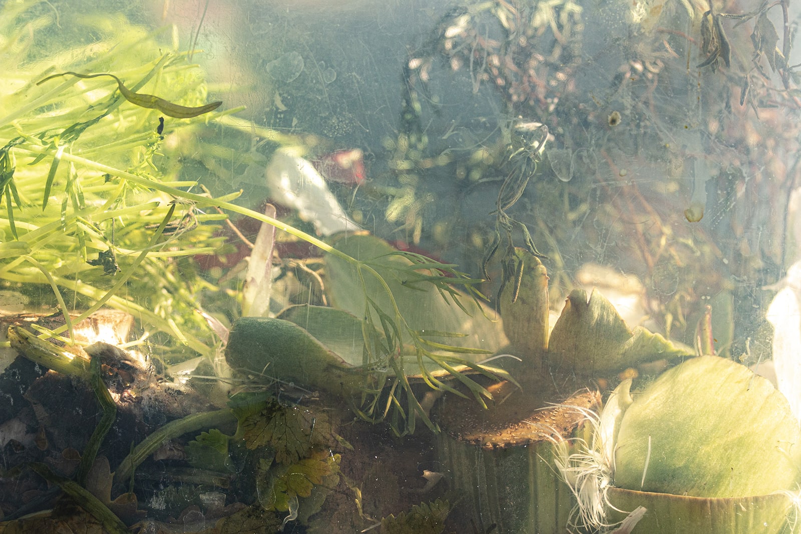 Nancy Macko Choke Stool Faerie, 2021 Archival pigment print 42 x 64.6 or 26 x 40 inches