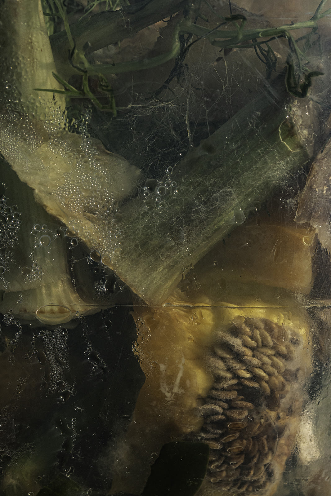 Nancy Macko Green Web, 2020 Archival pigment print 40 x 26 or 22.5 x 15 inches