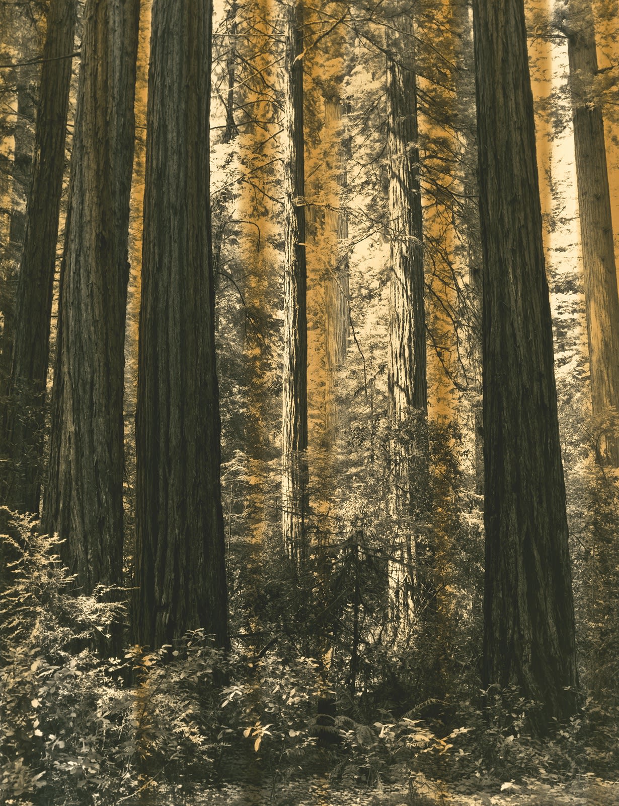 Nolan Preece, Veiled Landscape (curtains-forest) Redwoods, 1991, Silver Gelatin 14x11 inches