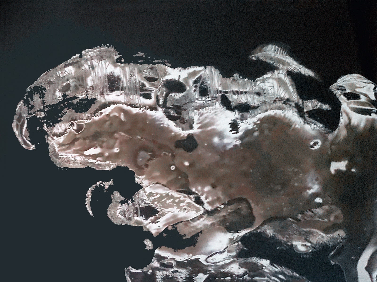 Nolan Preece, Omnivore, 2013, Future Floor Finish and Silver Gelatin 8x10 inches