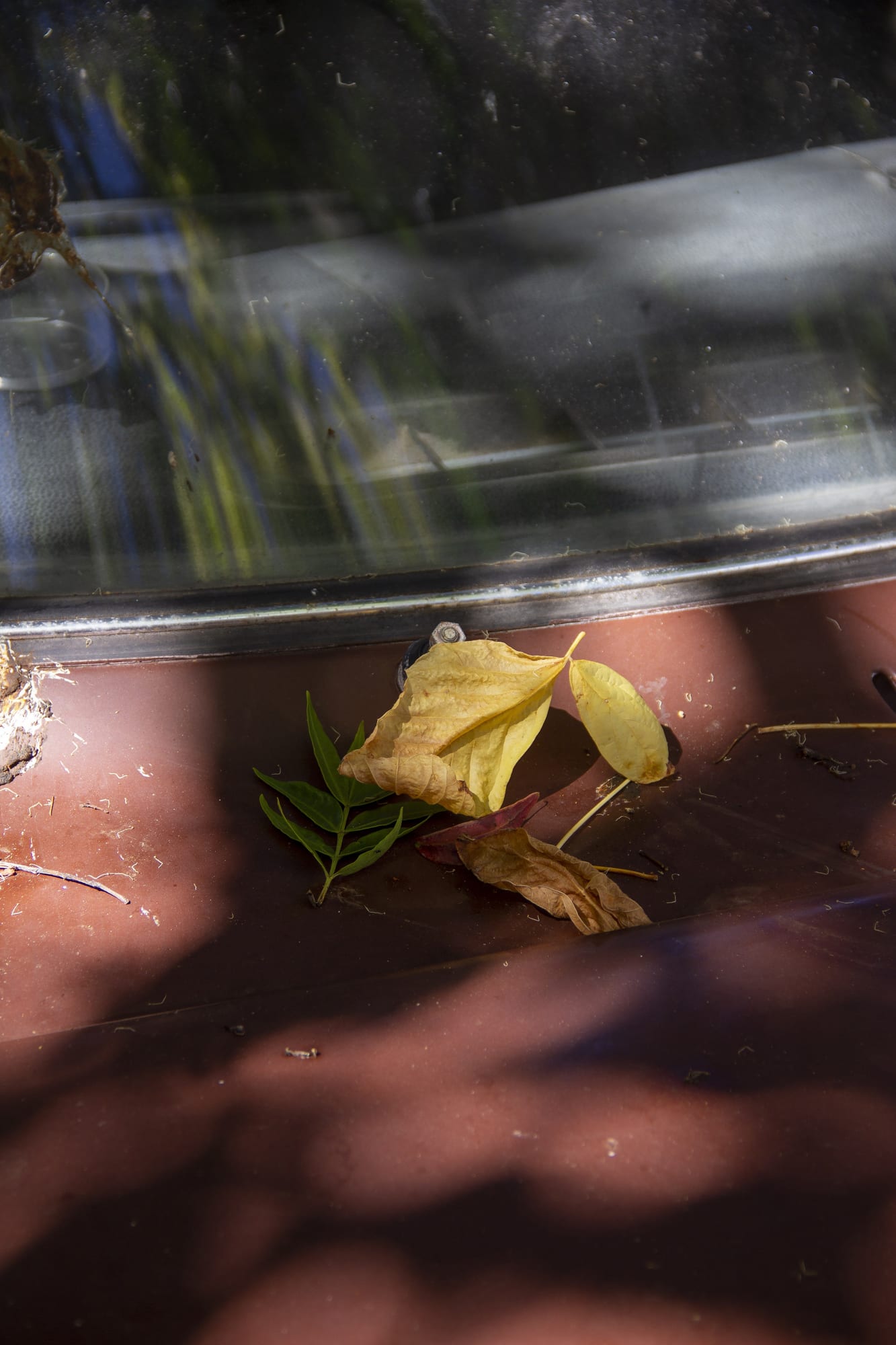 Territoire des perceptions, Sérénade des formes