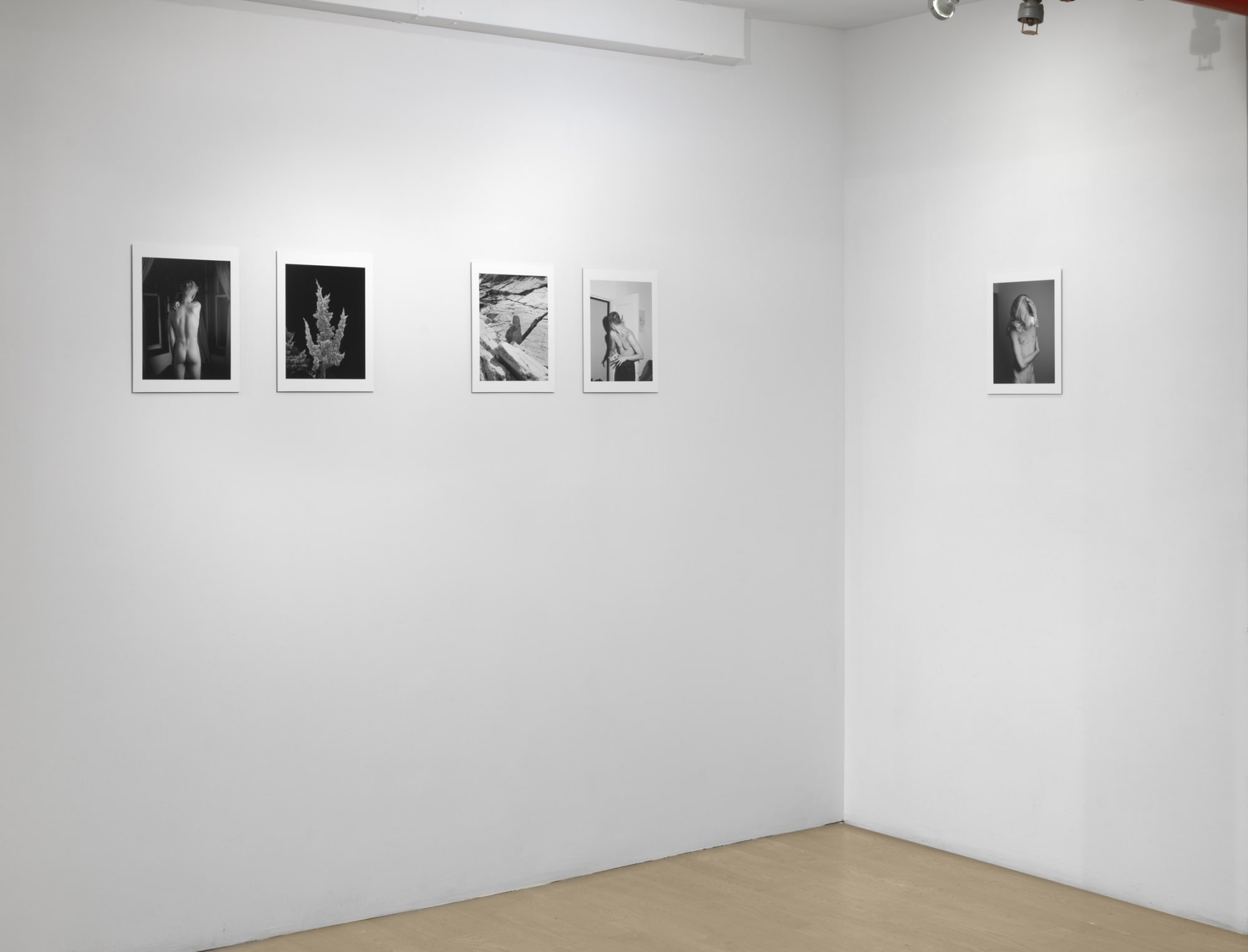 PROJECTION 001: DANIEL RAMPULLA "WILD PLACE"