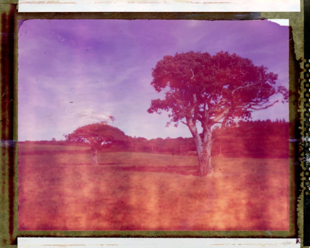 Matt Smith, Tree #1, 2021