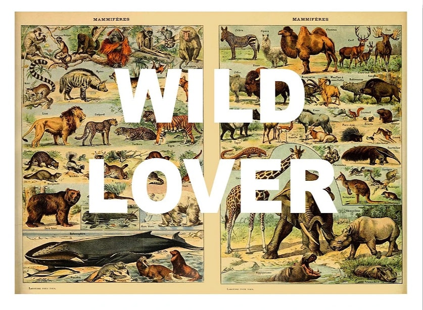 Bench Allen, WILD LOVER, 2021