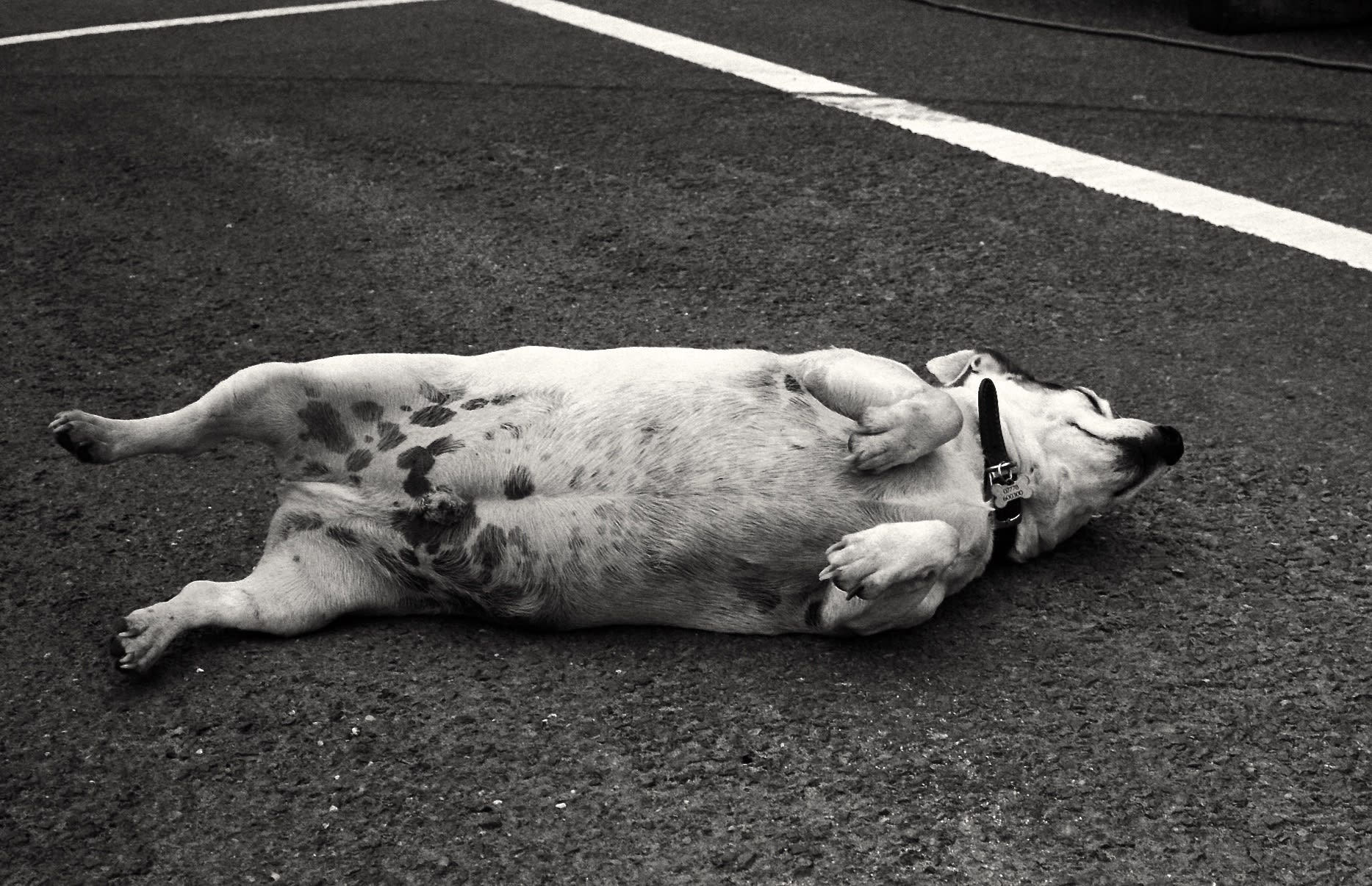 Caroline Marrack, Dogdom - Einstein, fair dog, Bude , 2019