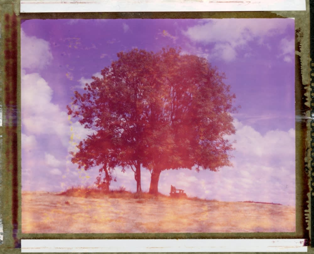 Matt Smith, Tree #3, 2021