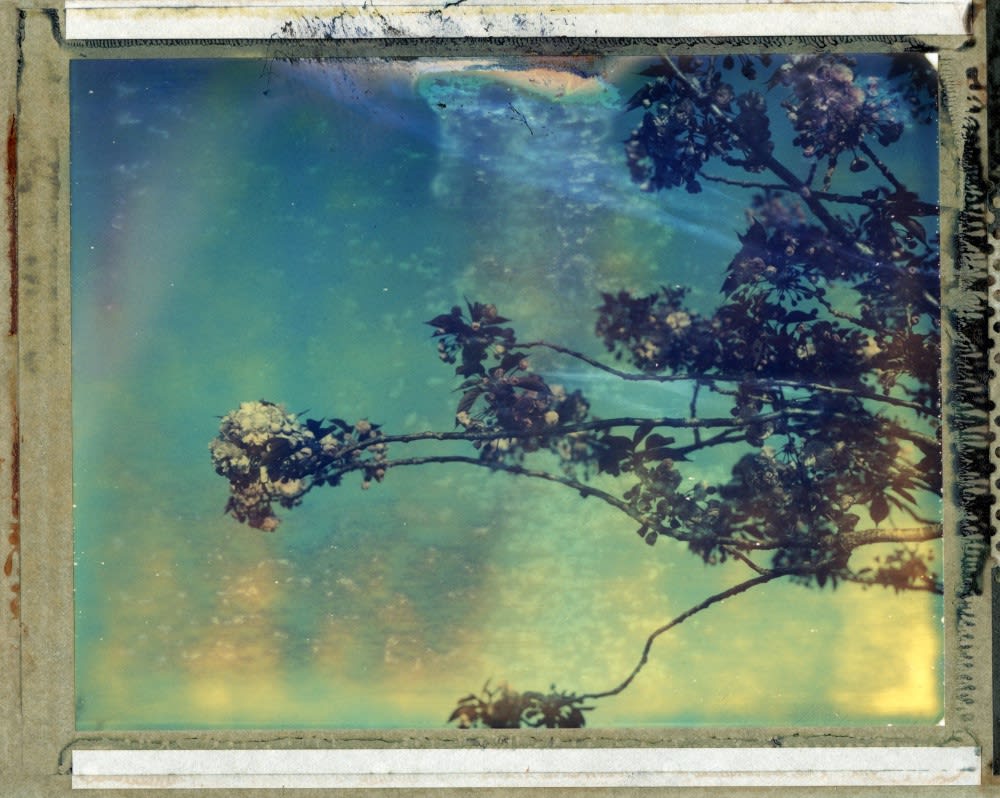 Matt Smith, Tree Blossom , 2021