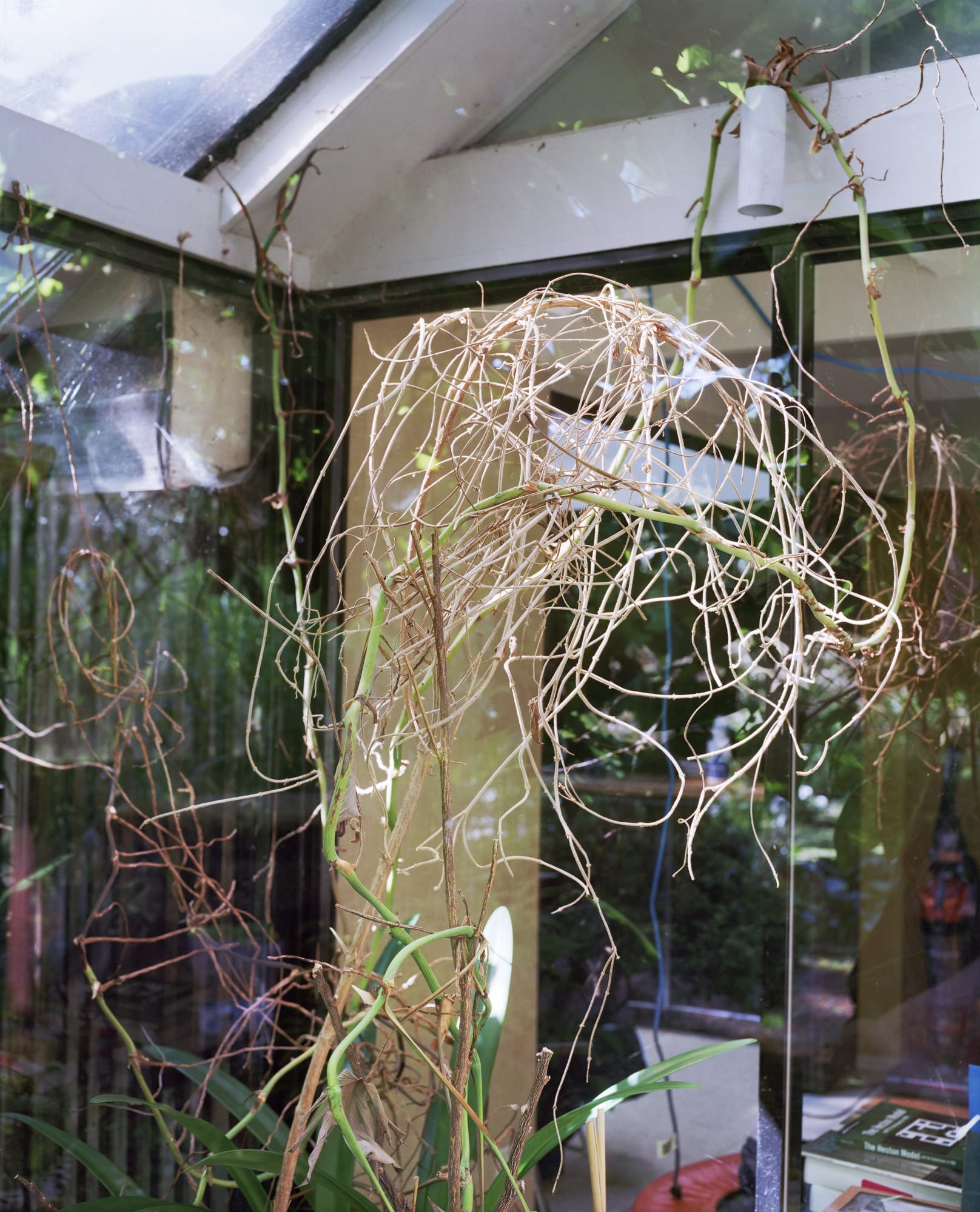 A Temple Most August