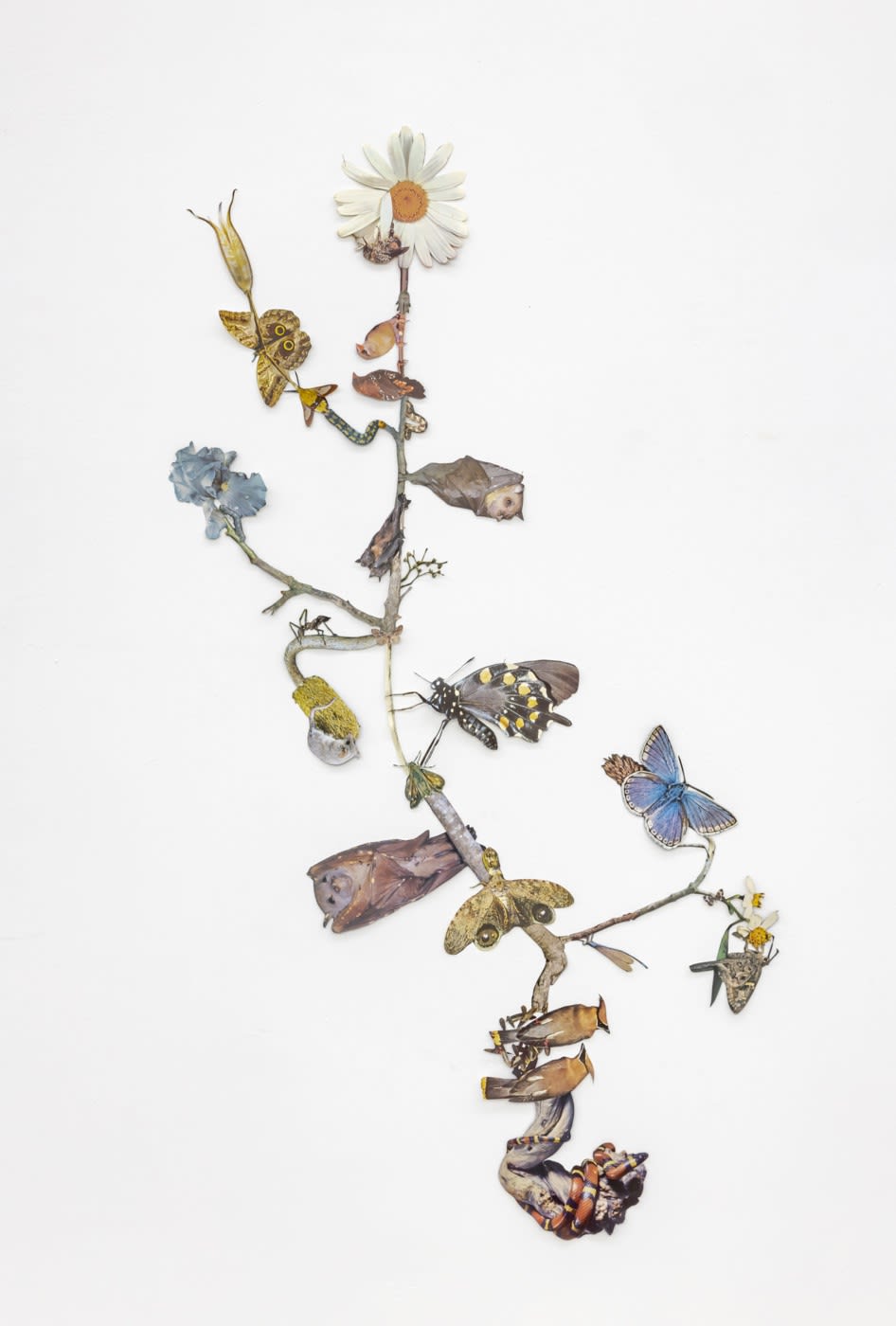 In The Shadow Of Sirius