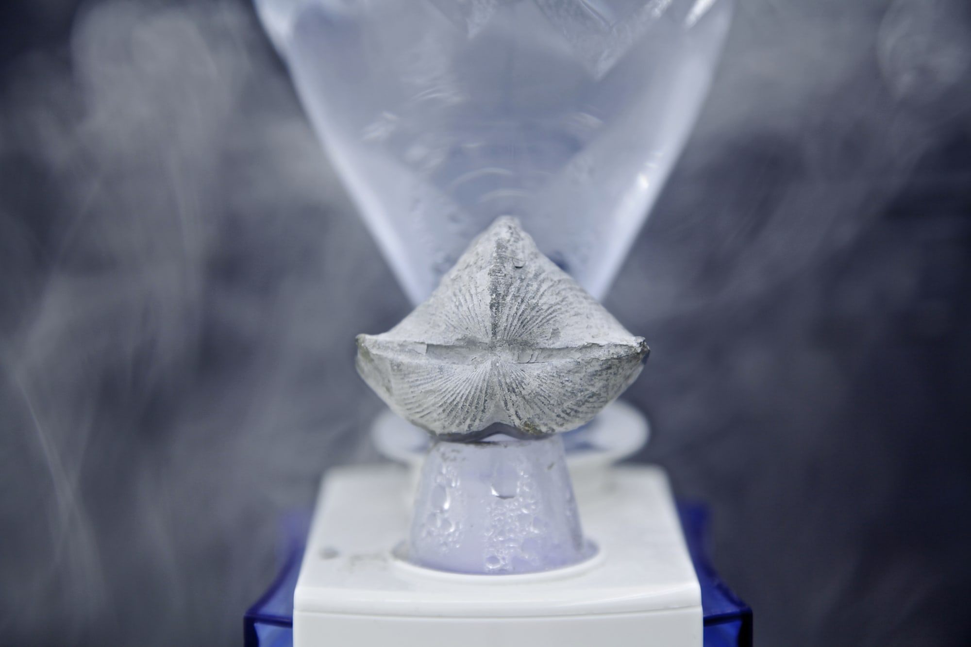 Free And Easy Wanderer