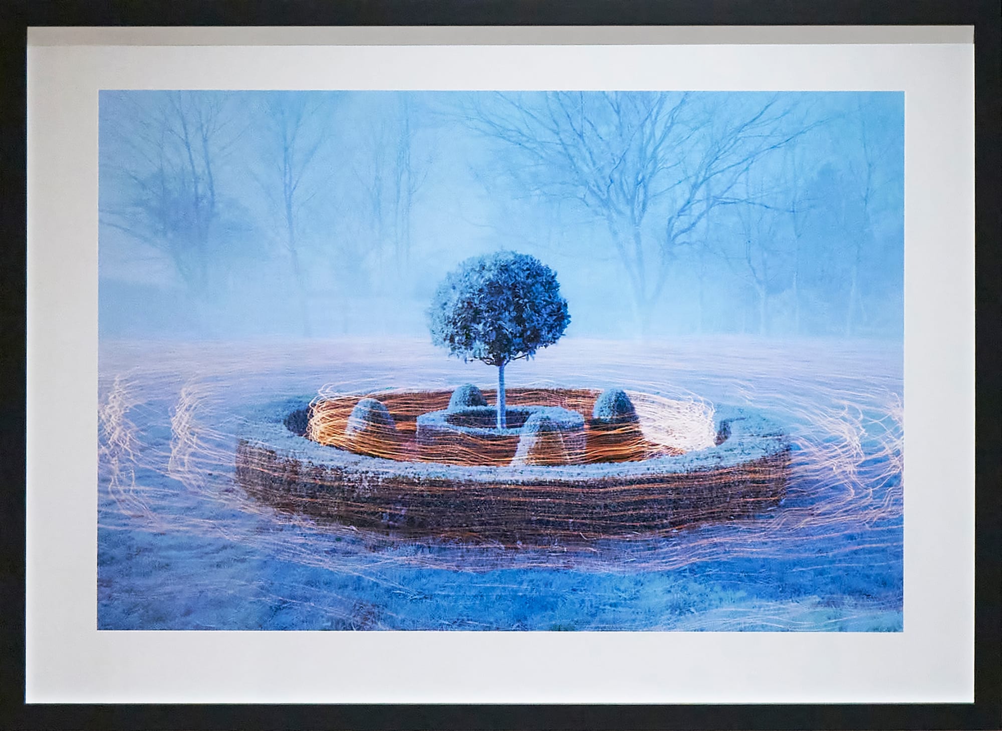 Ed Lee, Bay Tree and Box Hedging, 2022