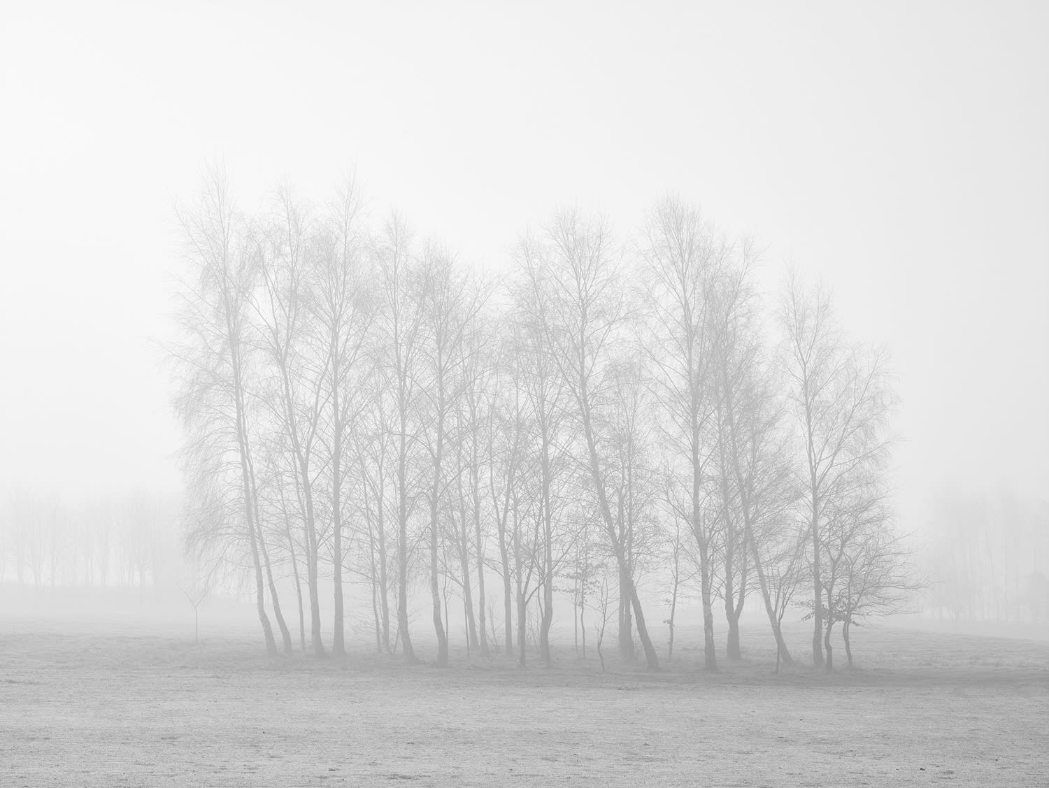 Gareth Hacon, Gathering, 2022