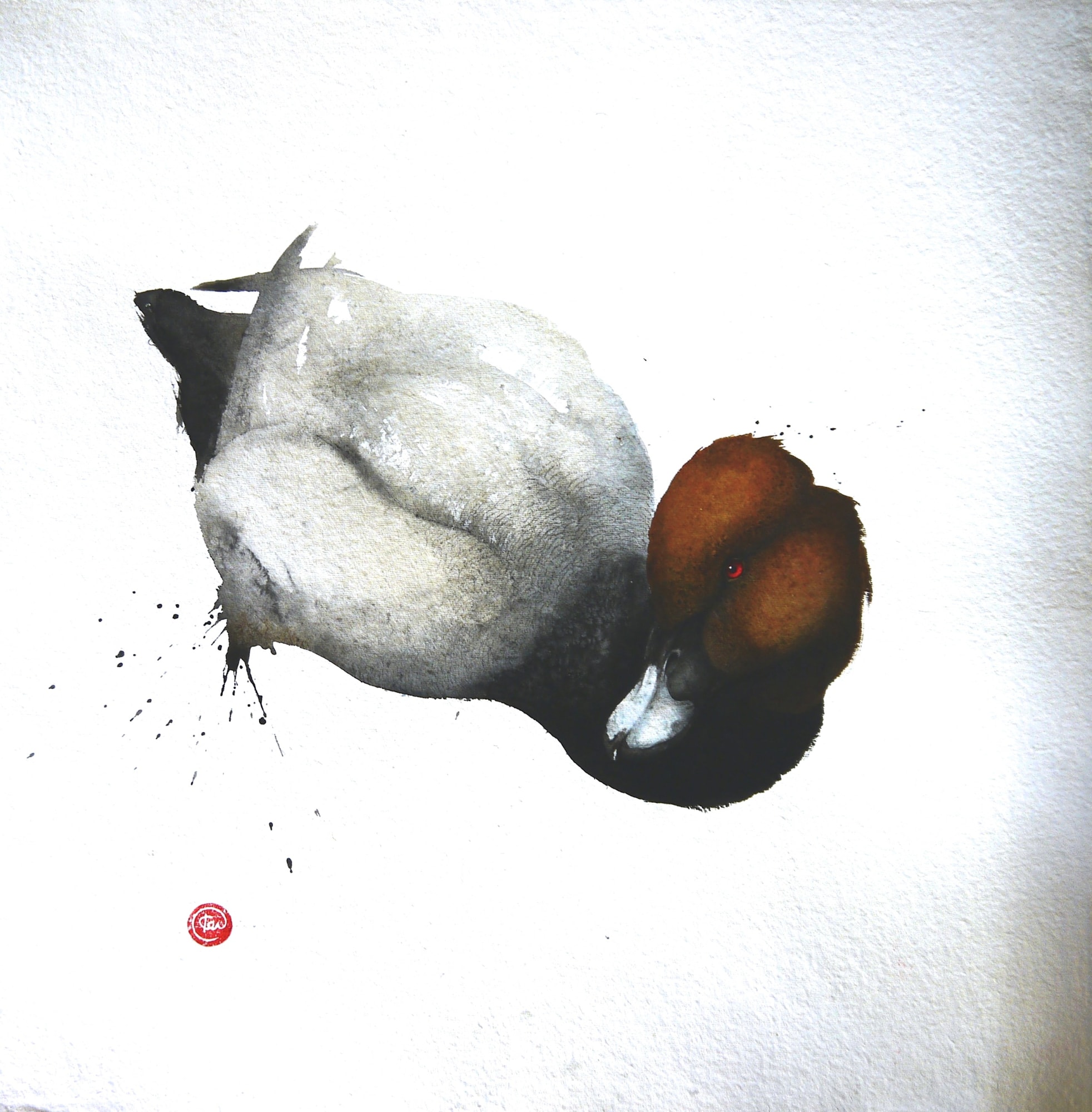 Pochard, Male Watercolour 39" x 39"
