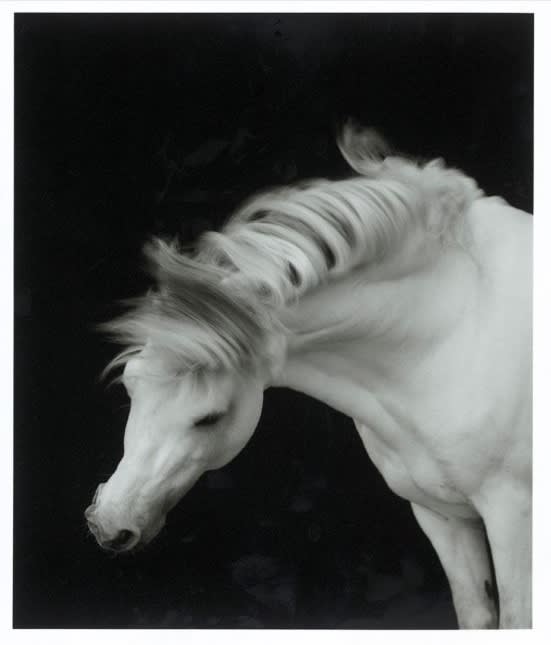 Sheila Rock, Horse No. 01, 1999